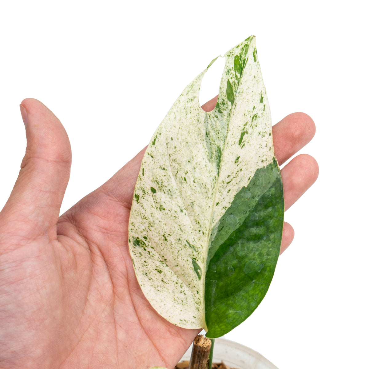 Epipremnum pinnatum marble variegated