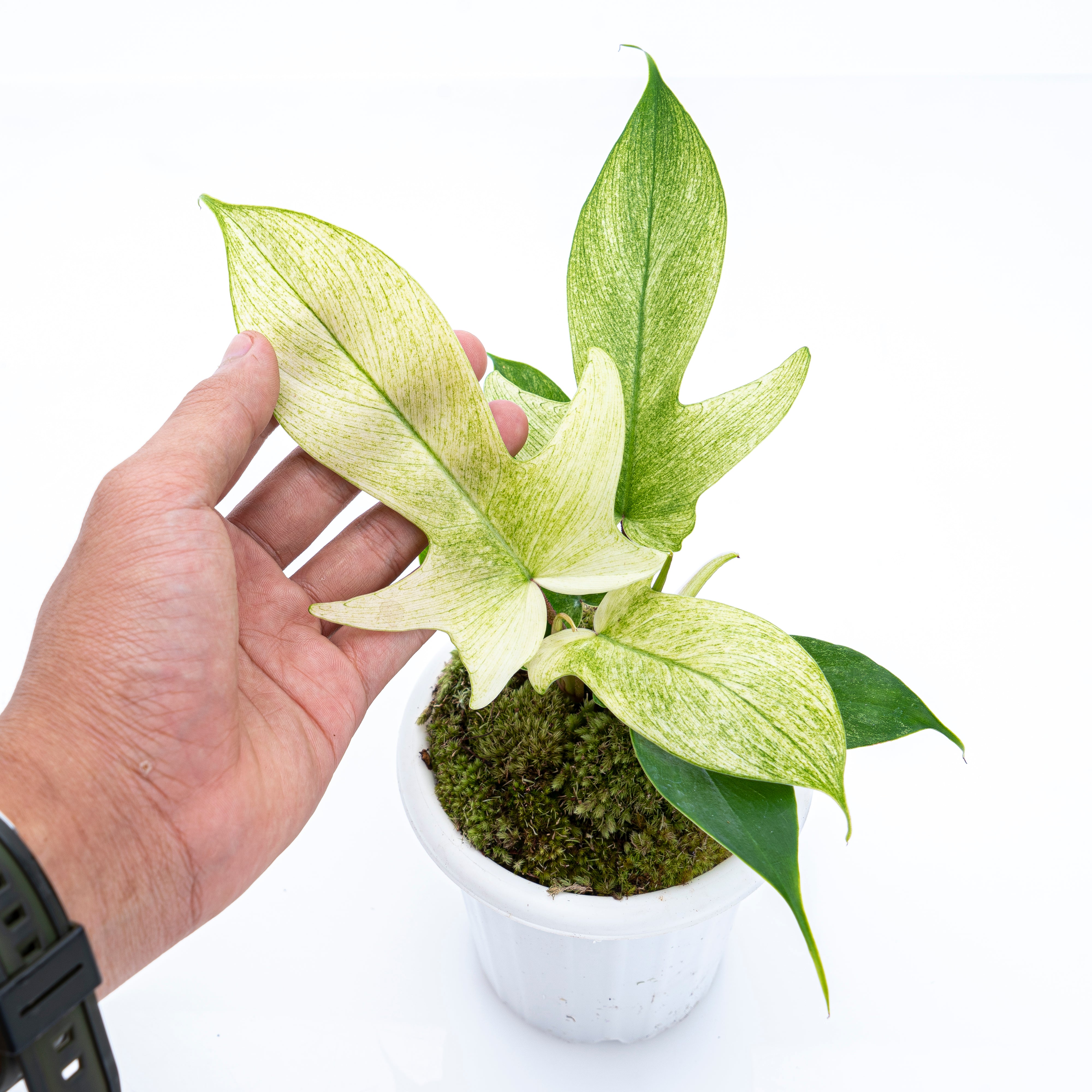 Philodendron Florida Ghost