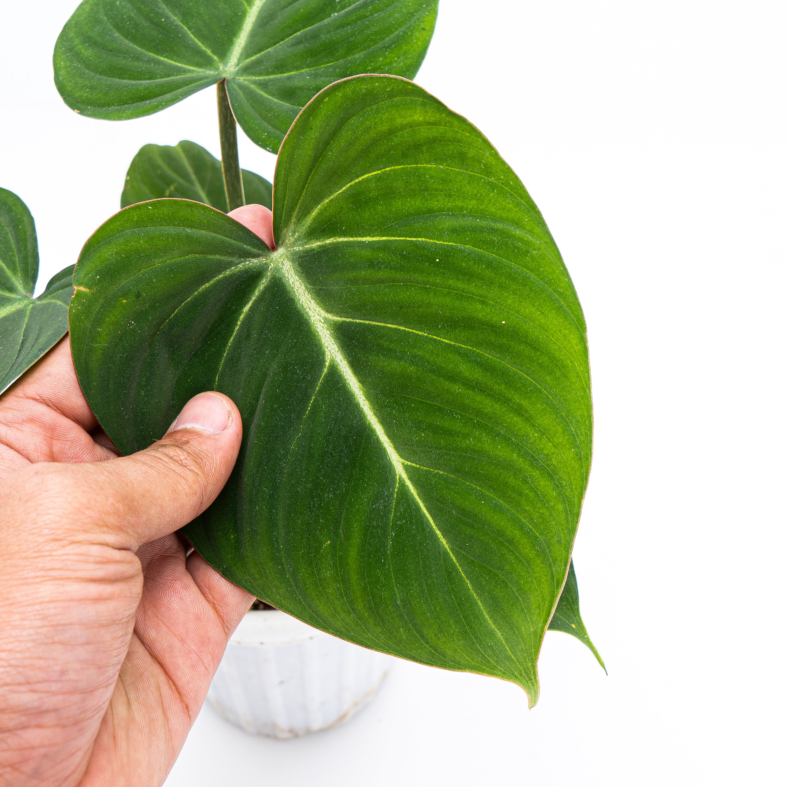 Philodendron Gloriosum