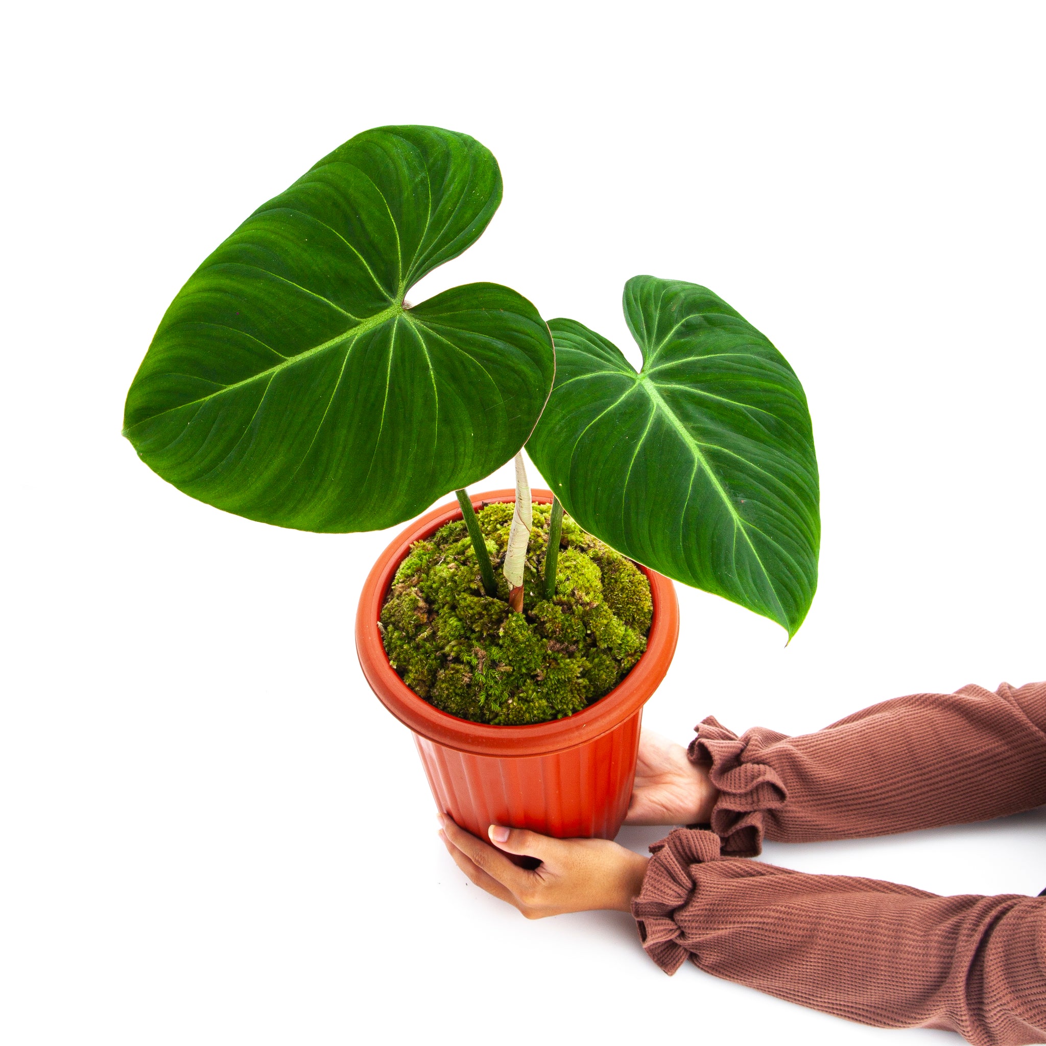 philodendron gloriosum philippines Philodendron Gloriosum