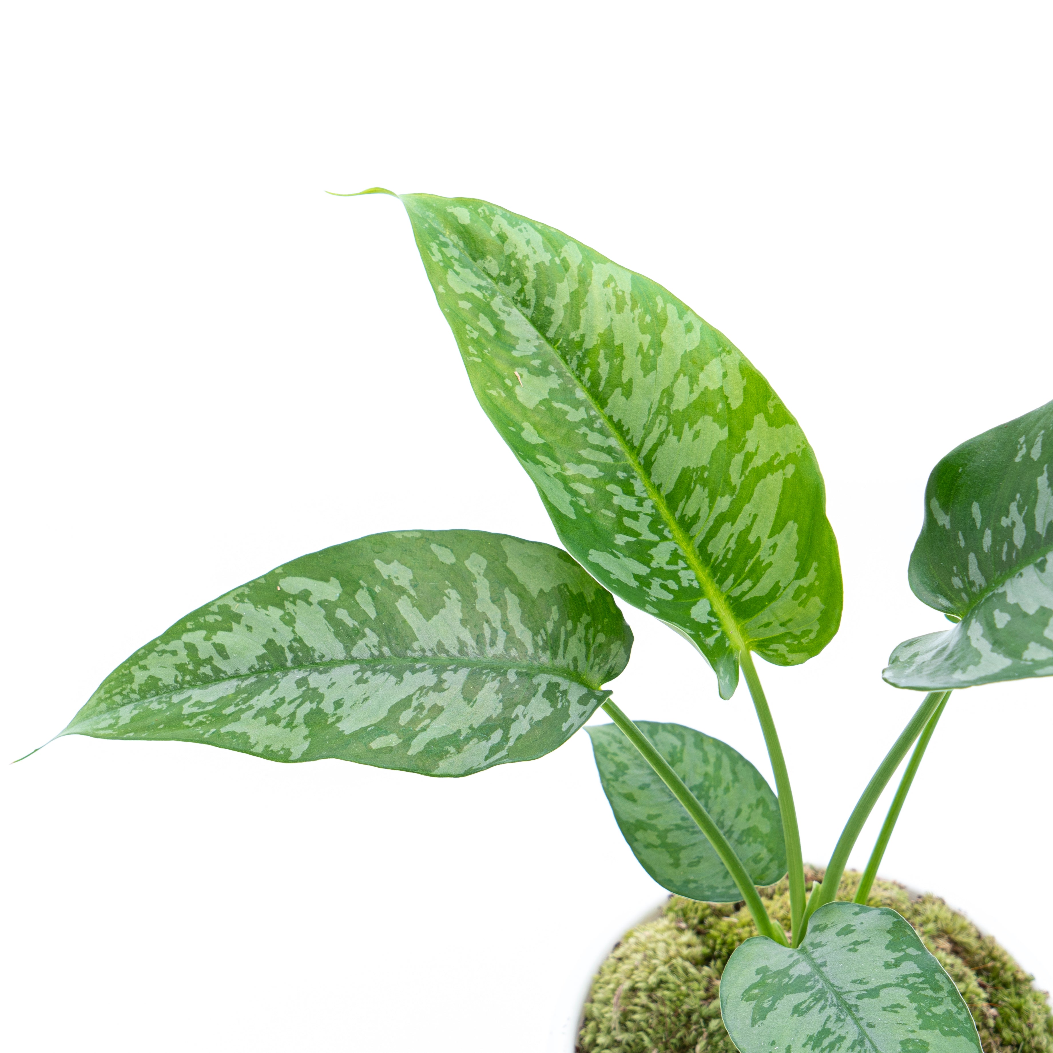 Homalomena Schicmatoglottis