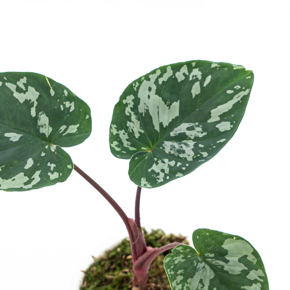 Homalomena Frog
