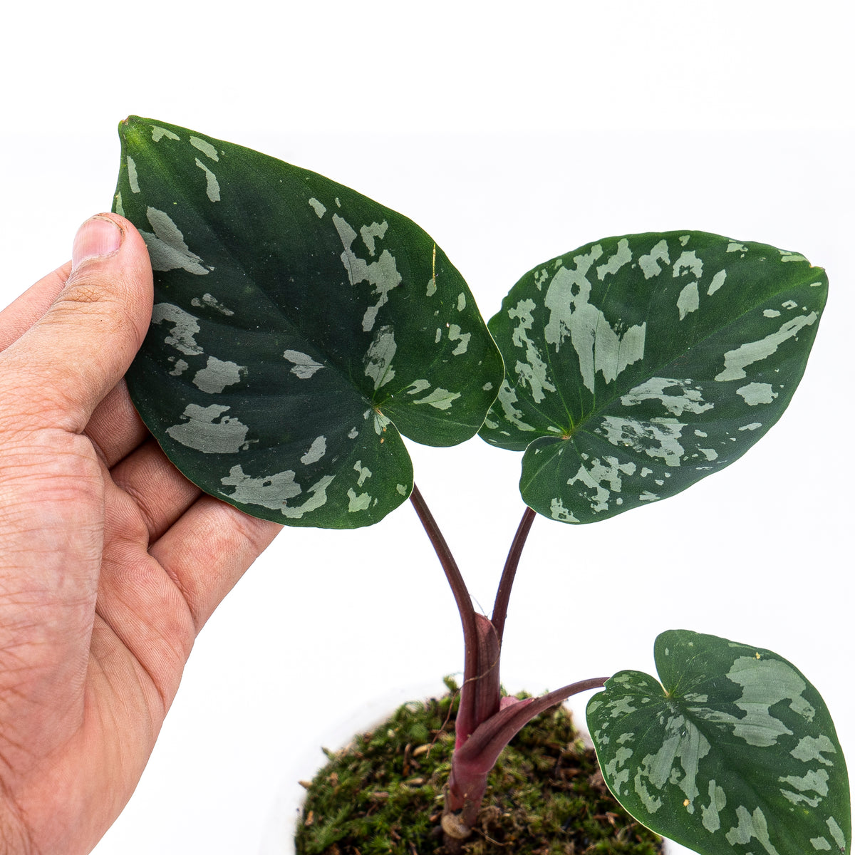 Homalomena Frog