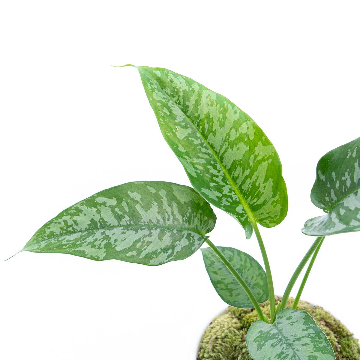 Homalomena Schicmatoglottis