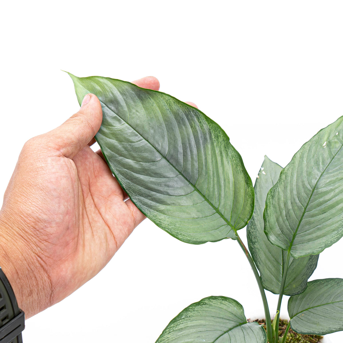 Homalomena Schismatoglottis Silver