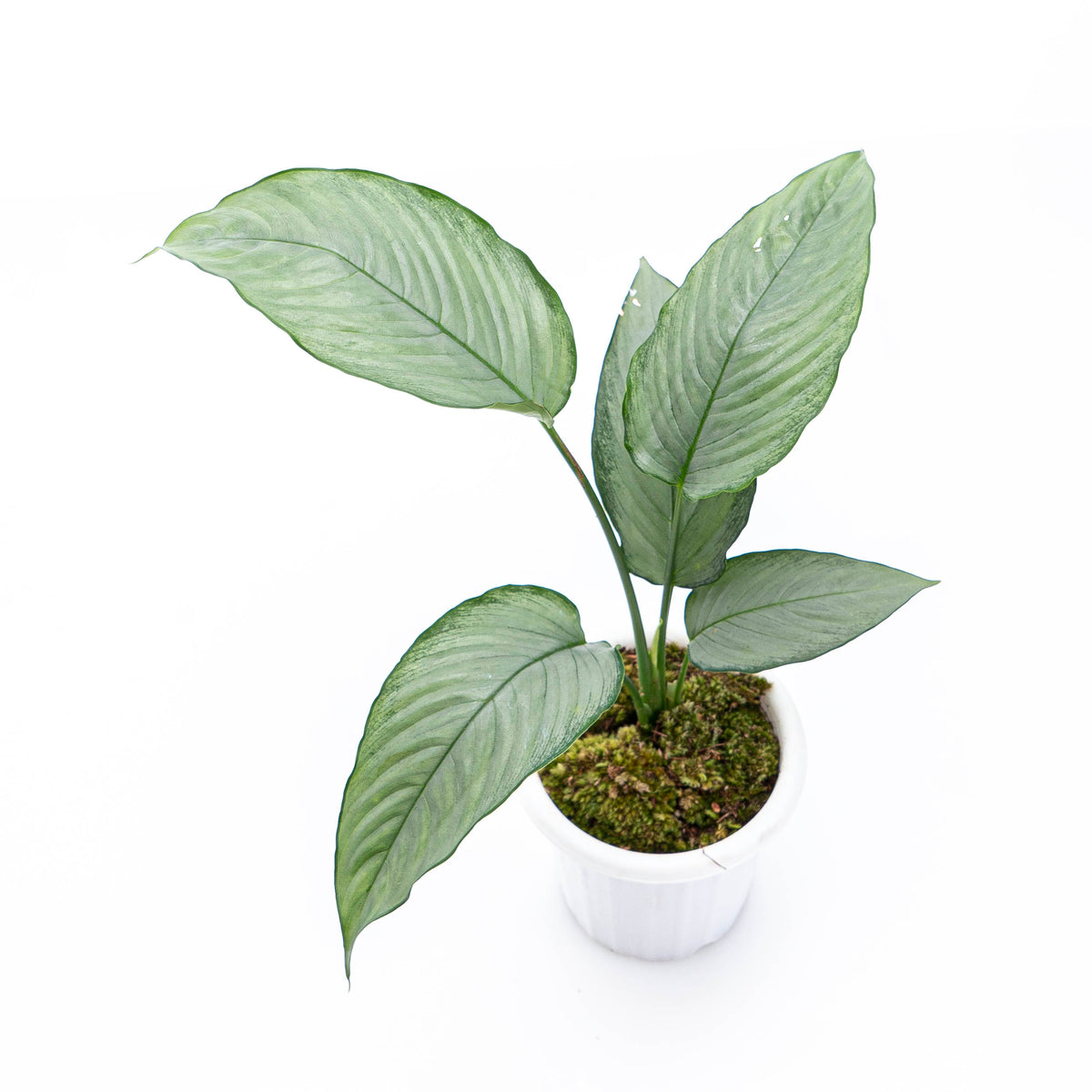 Homalomena Schismatoglottis Silver