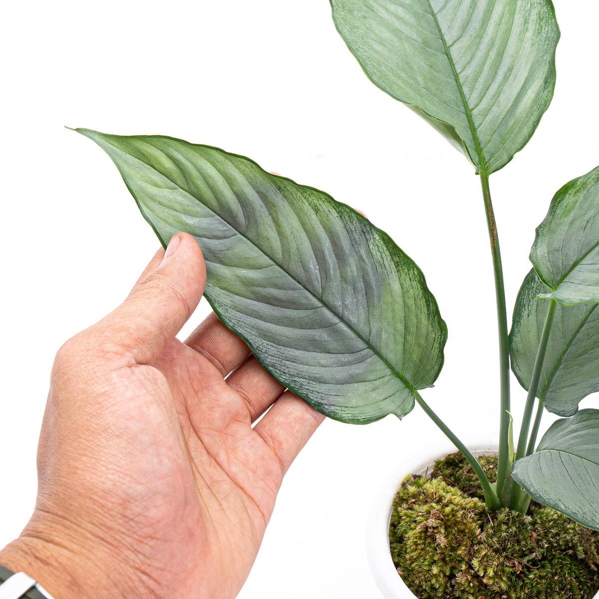 Homalomena Schismatoglottis Silver