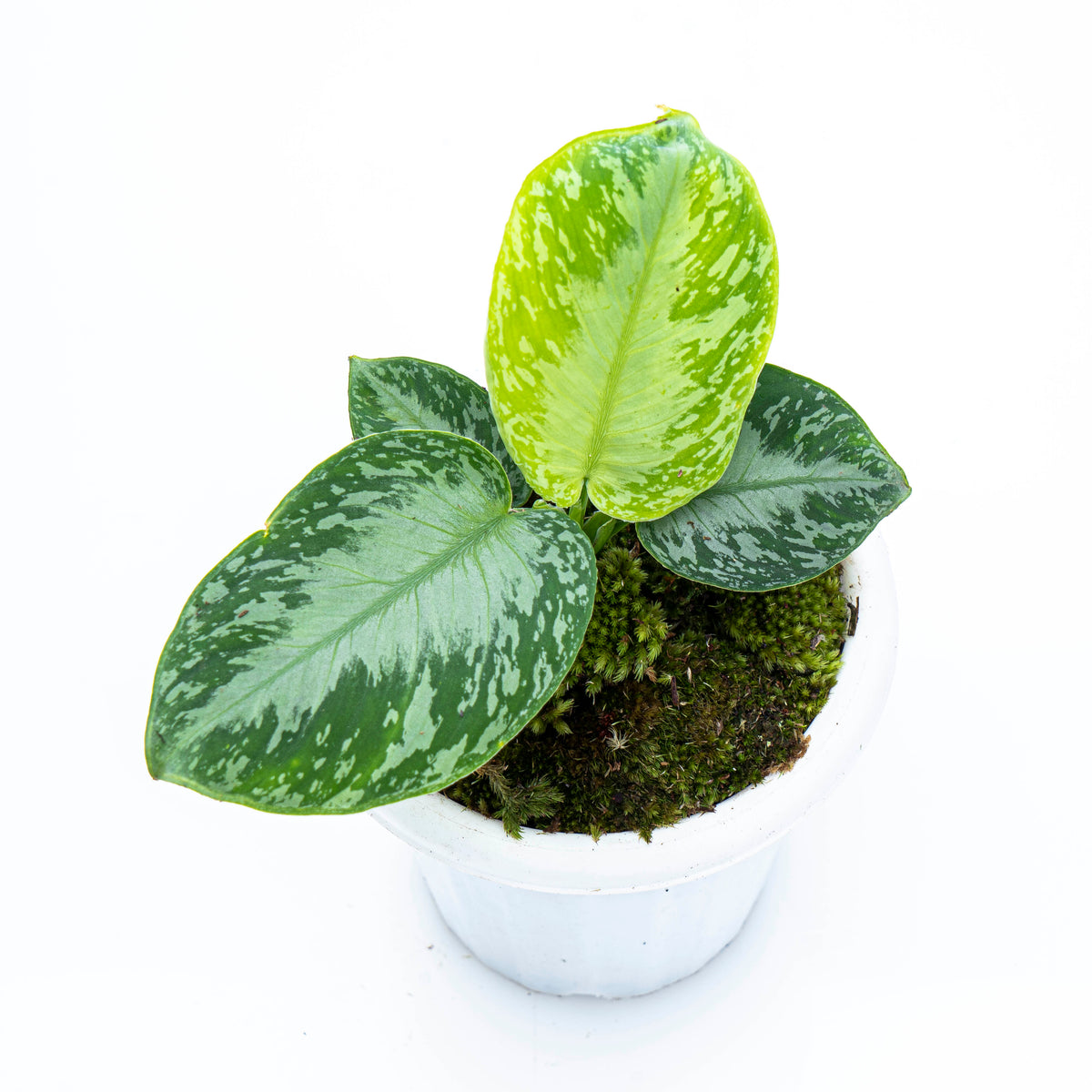 Homalomena Schismatoglottis Sp Borneo