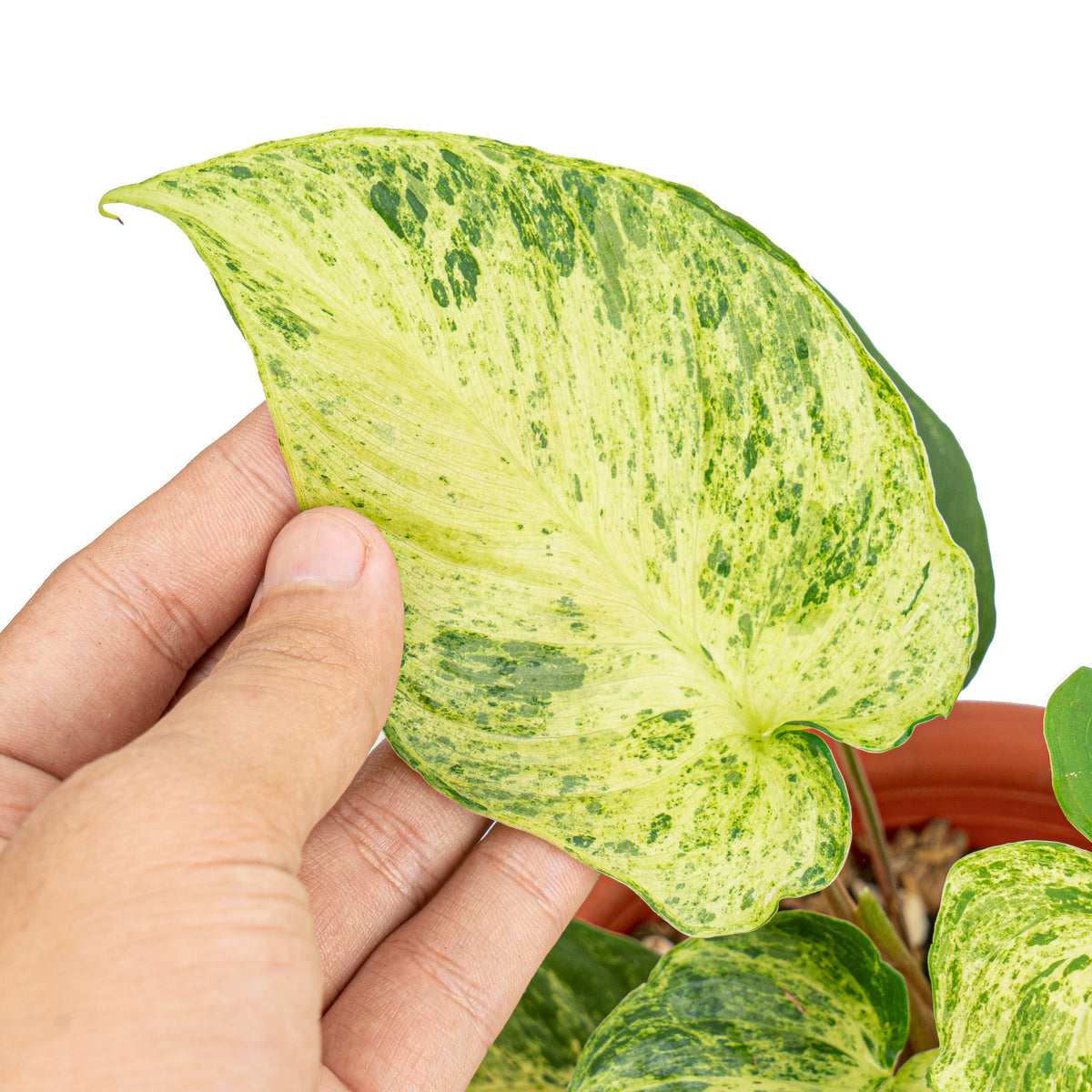 Homalomena variegated Sp Java