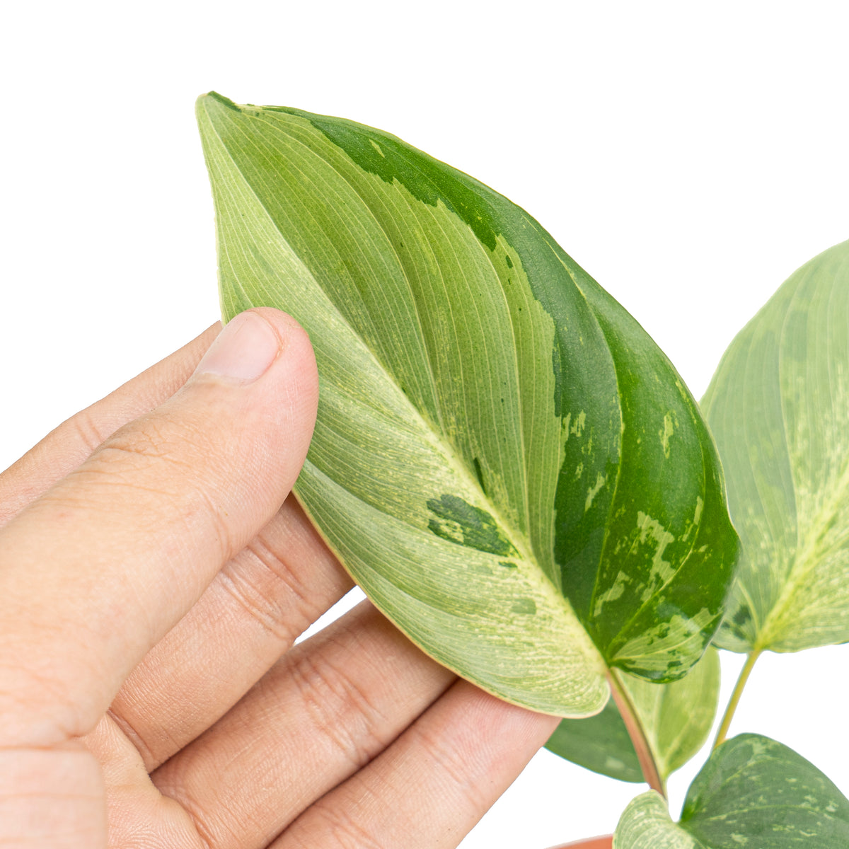 Homalomena variegated mint Sp Borneo