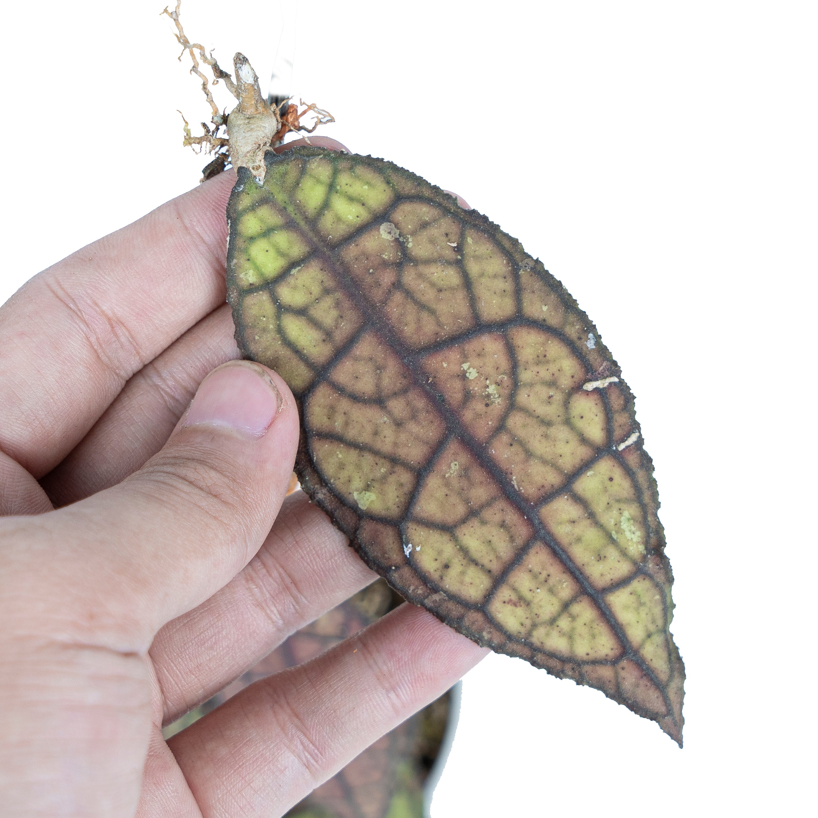 Hoya Clemensiorum Red