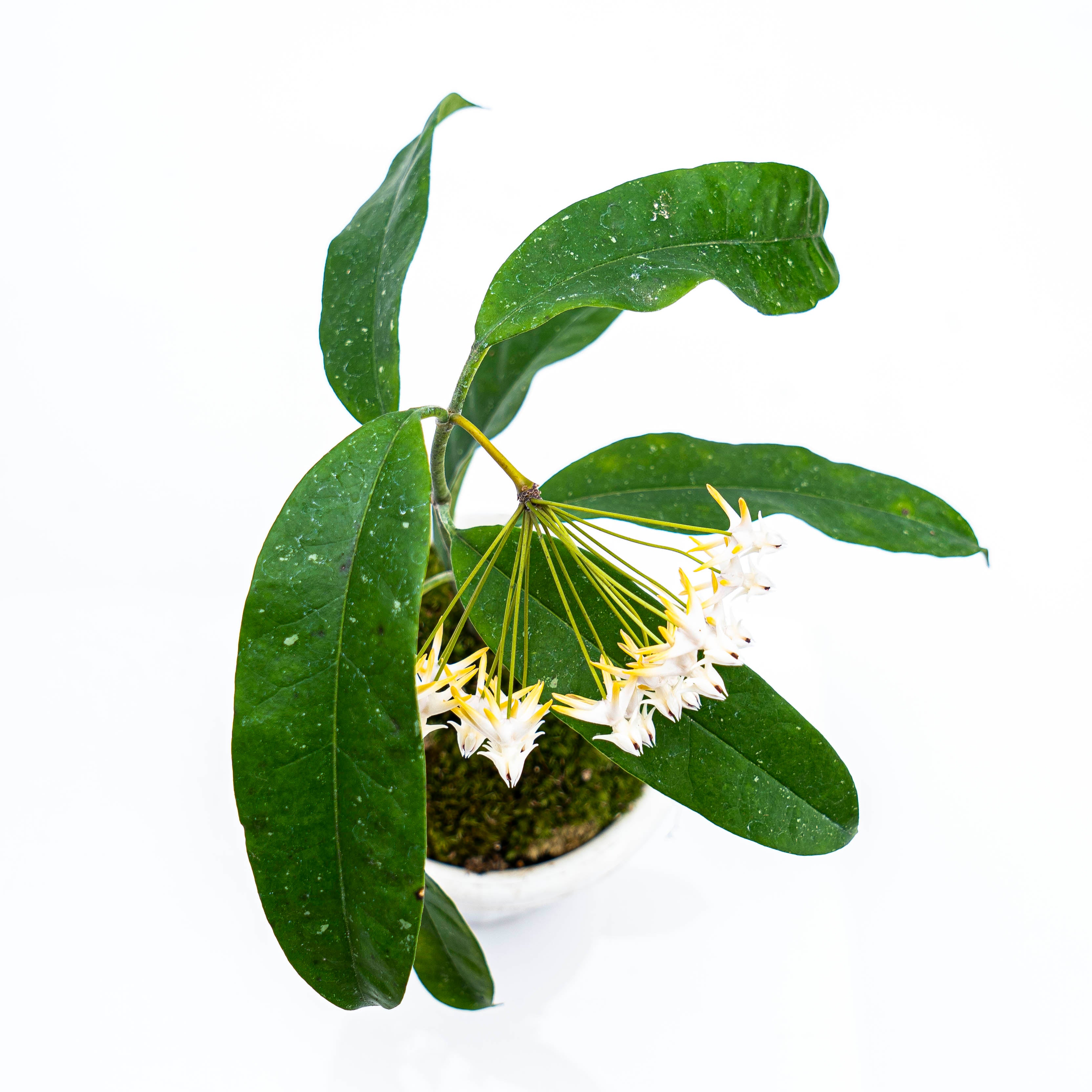 Hoya Multiflora Javanica