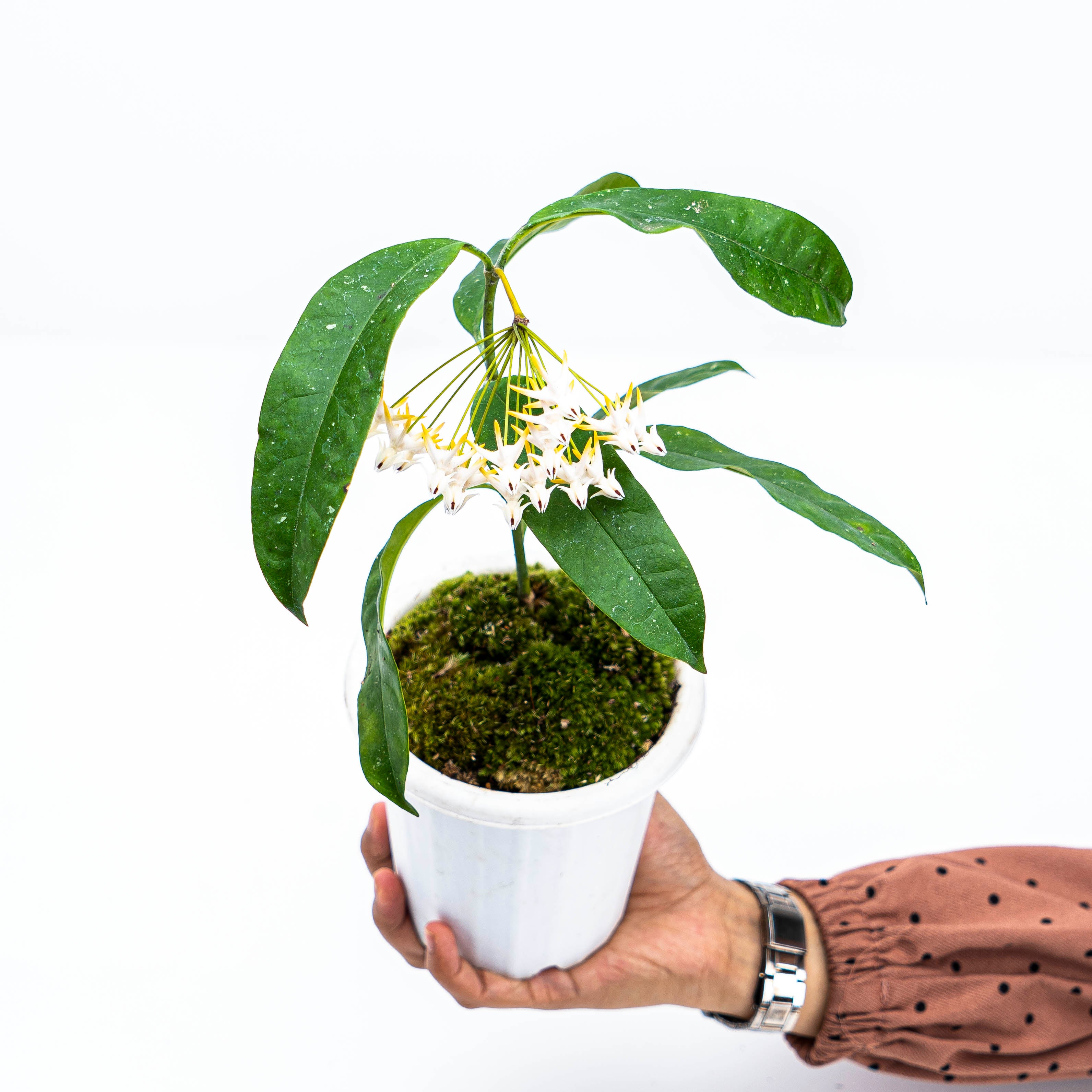 Hoya Multiflora Javanica