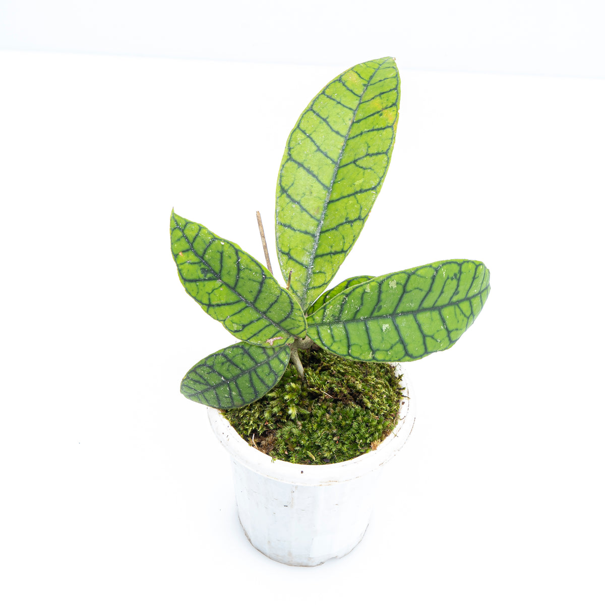 Hoya Callistophylla