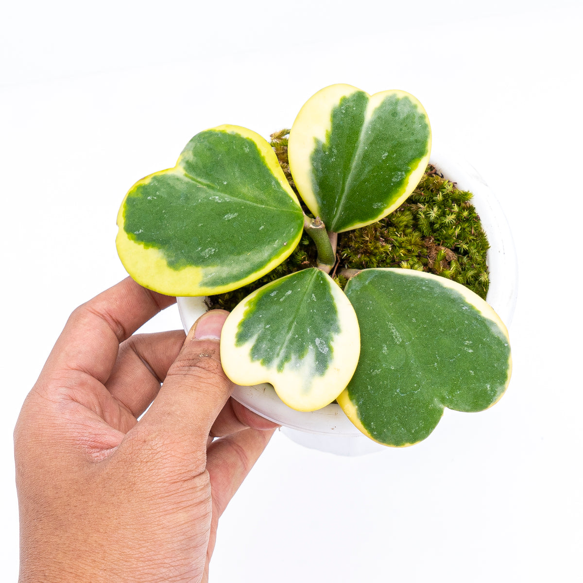 Hoya Kerri Variegated