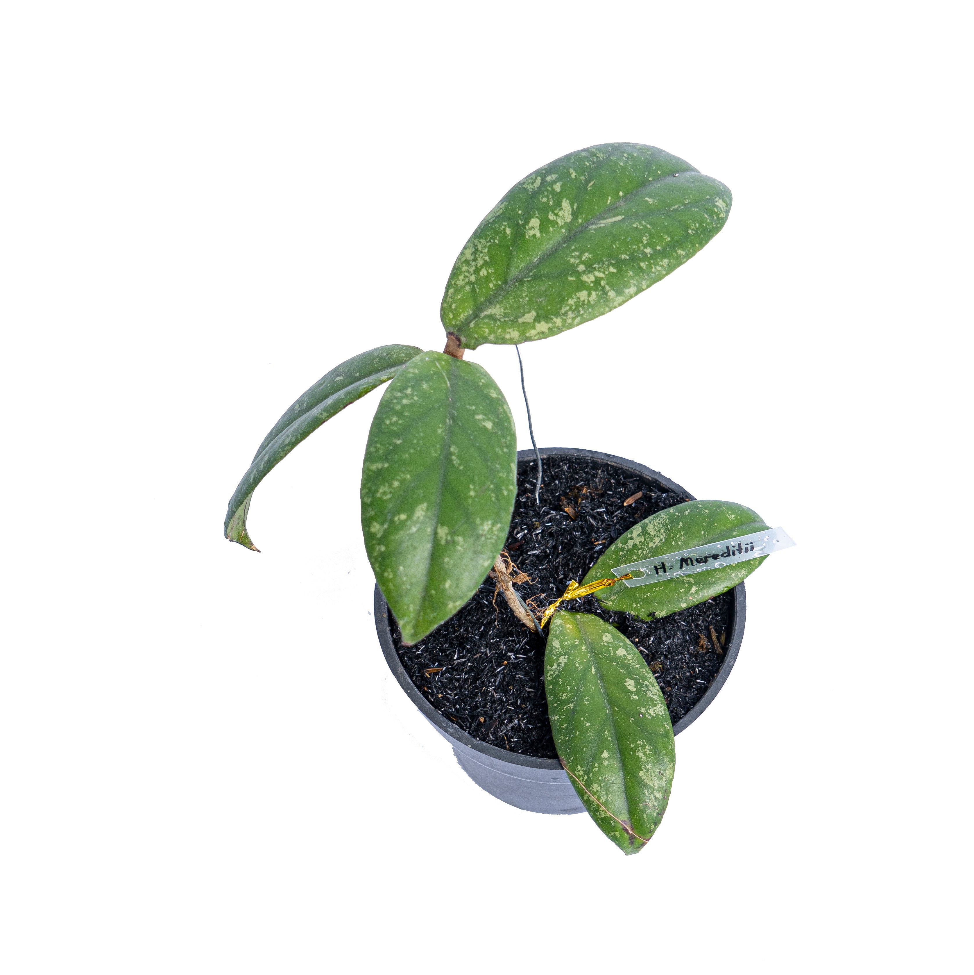 Hoya Meredithii