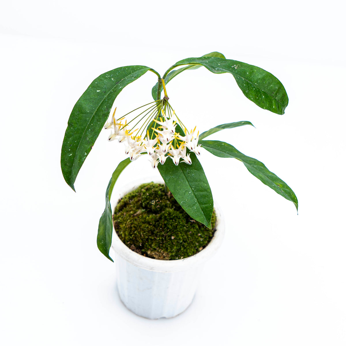 Hoya Multiflora Javanica
