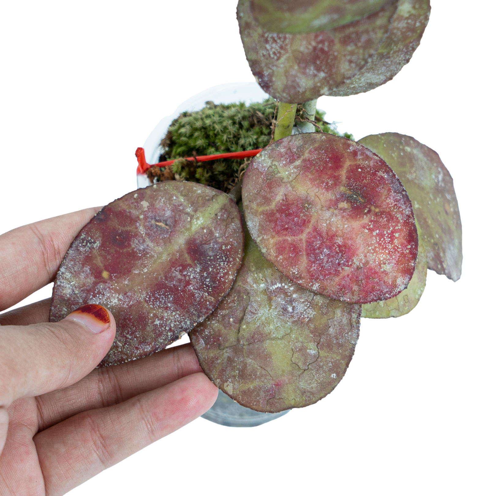 Hoya Red Waymaniae