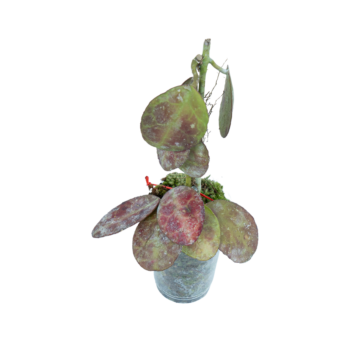 Hoya Red Waymaniae