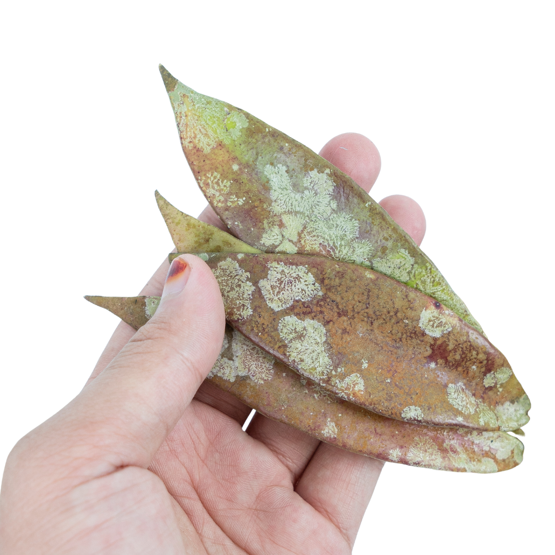 Hoya Sp borneo 01