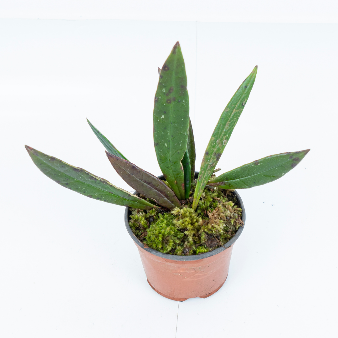 Hoya Sulawesiana