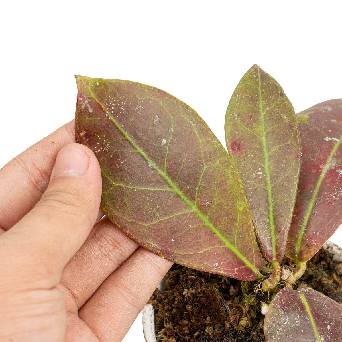 Hoya buntok red