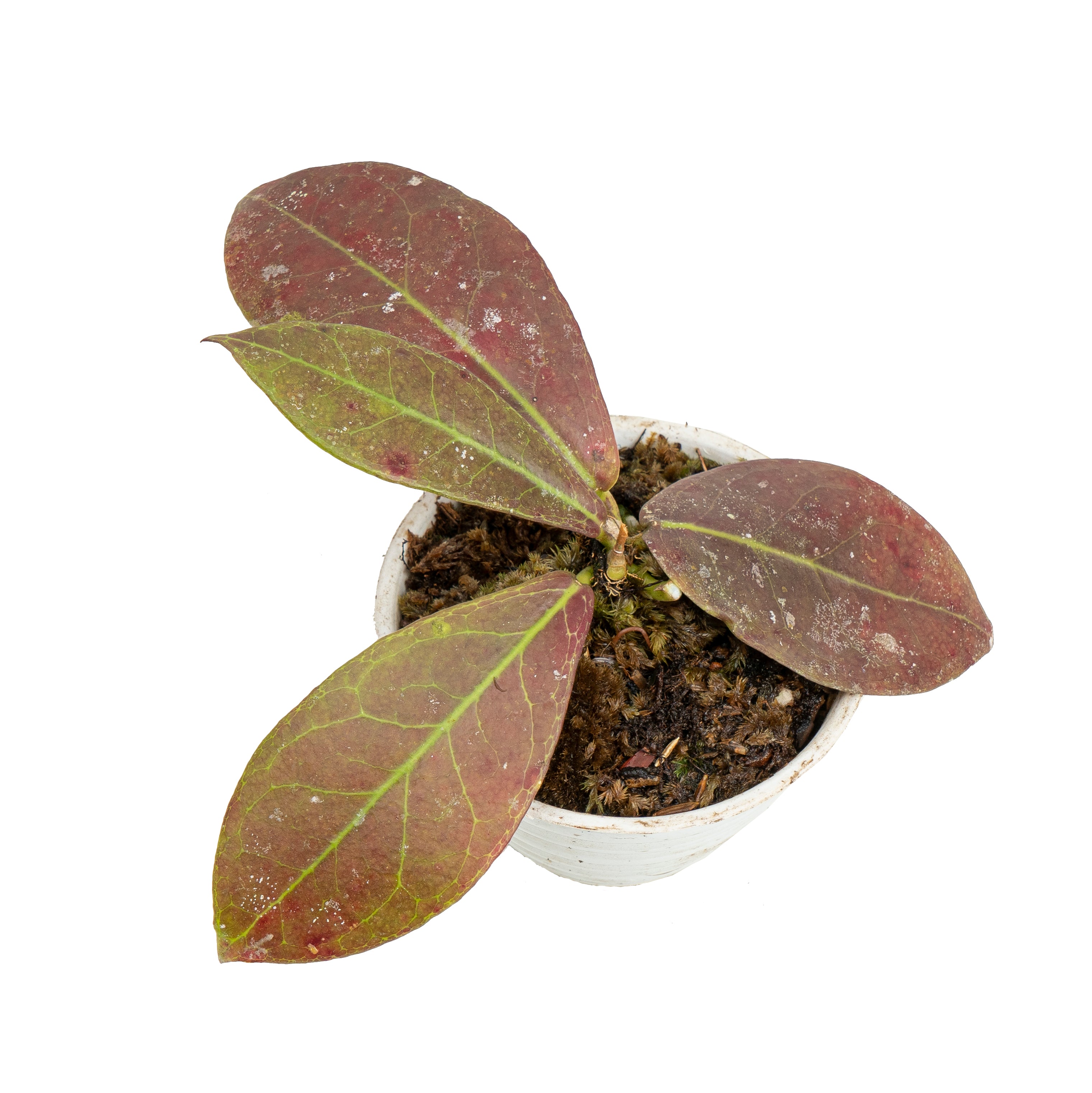 Hoya buntok red