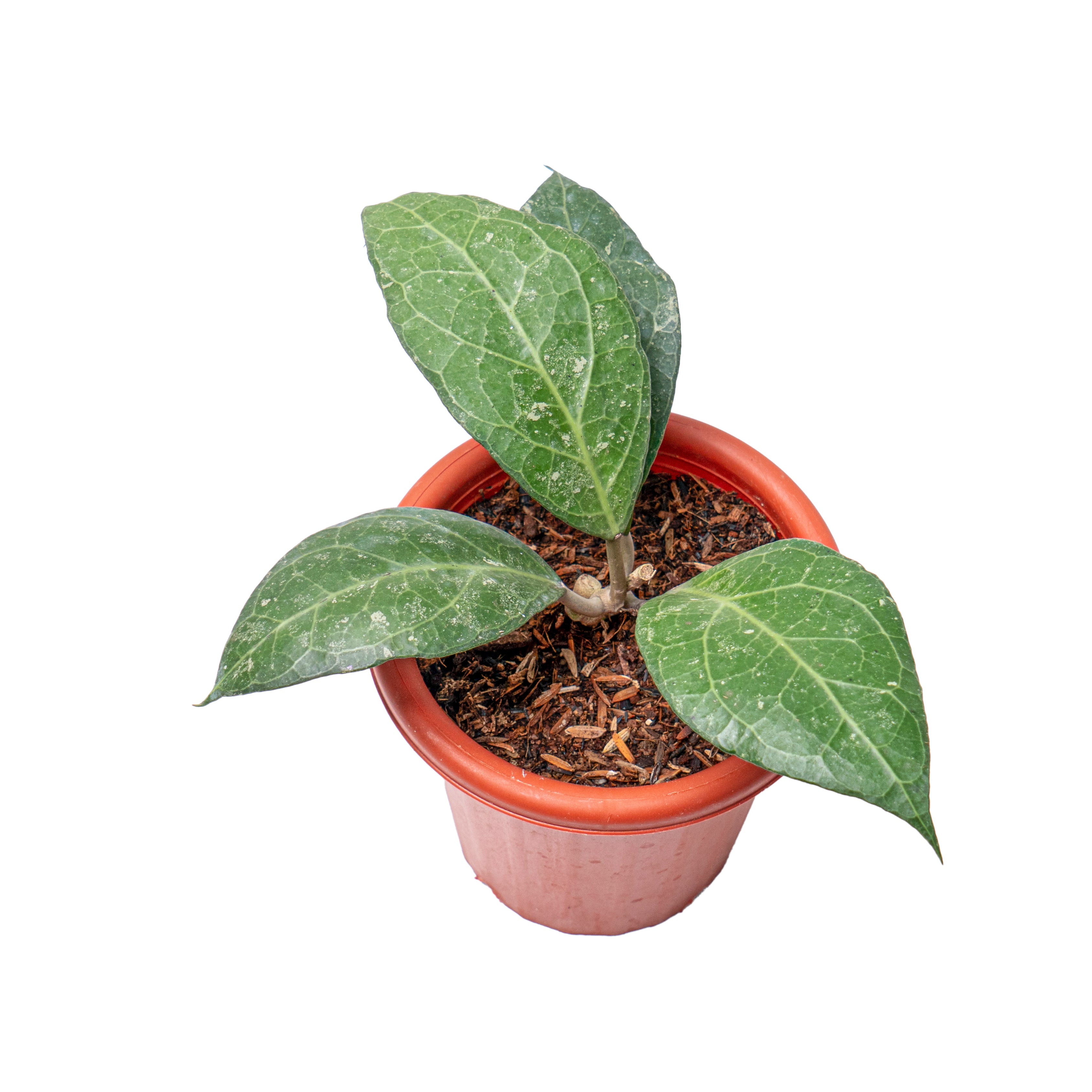 Hoya verticillata Sp. bogor