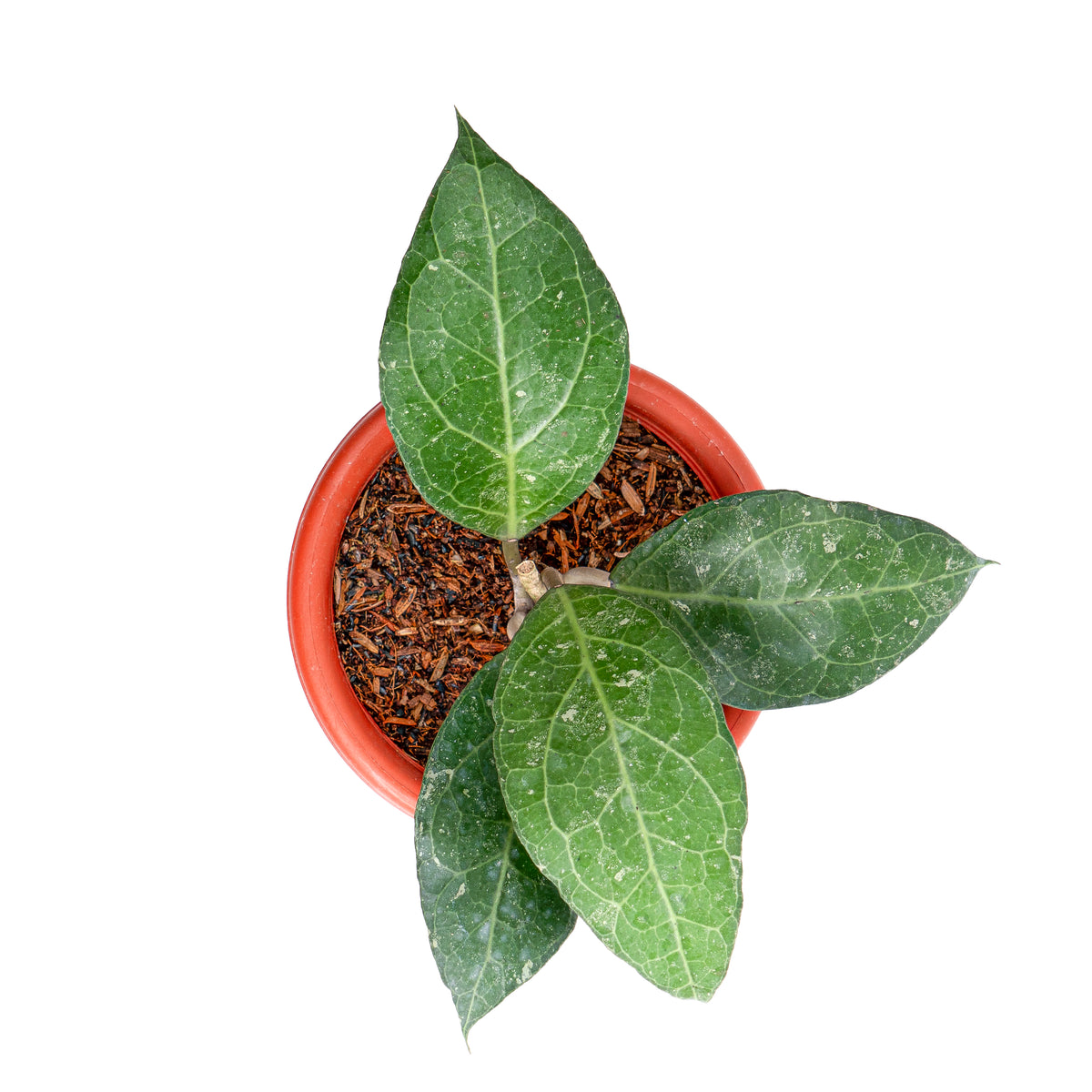 Hoya verticillata Sp. bogor