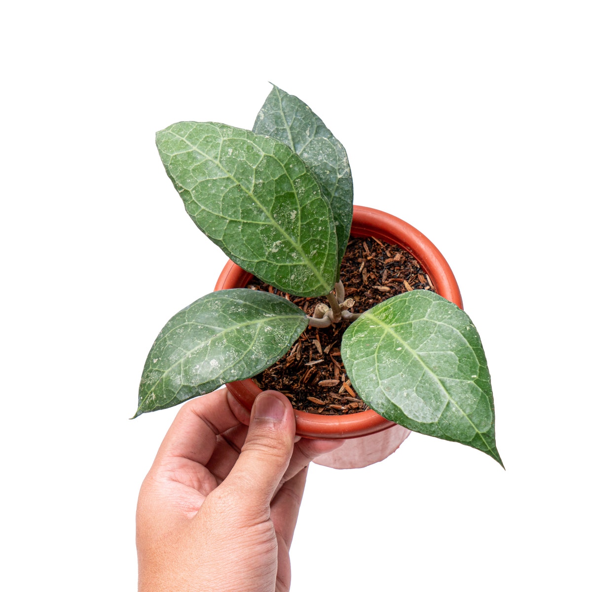 Hoya verticillata Sp. bogor