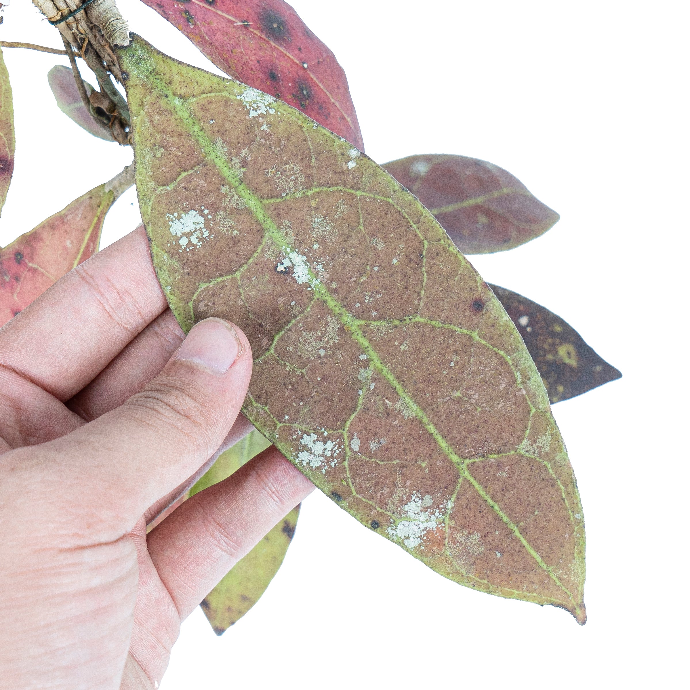 Hoya aff Lambii Red