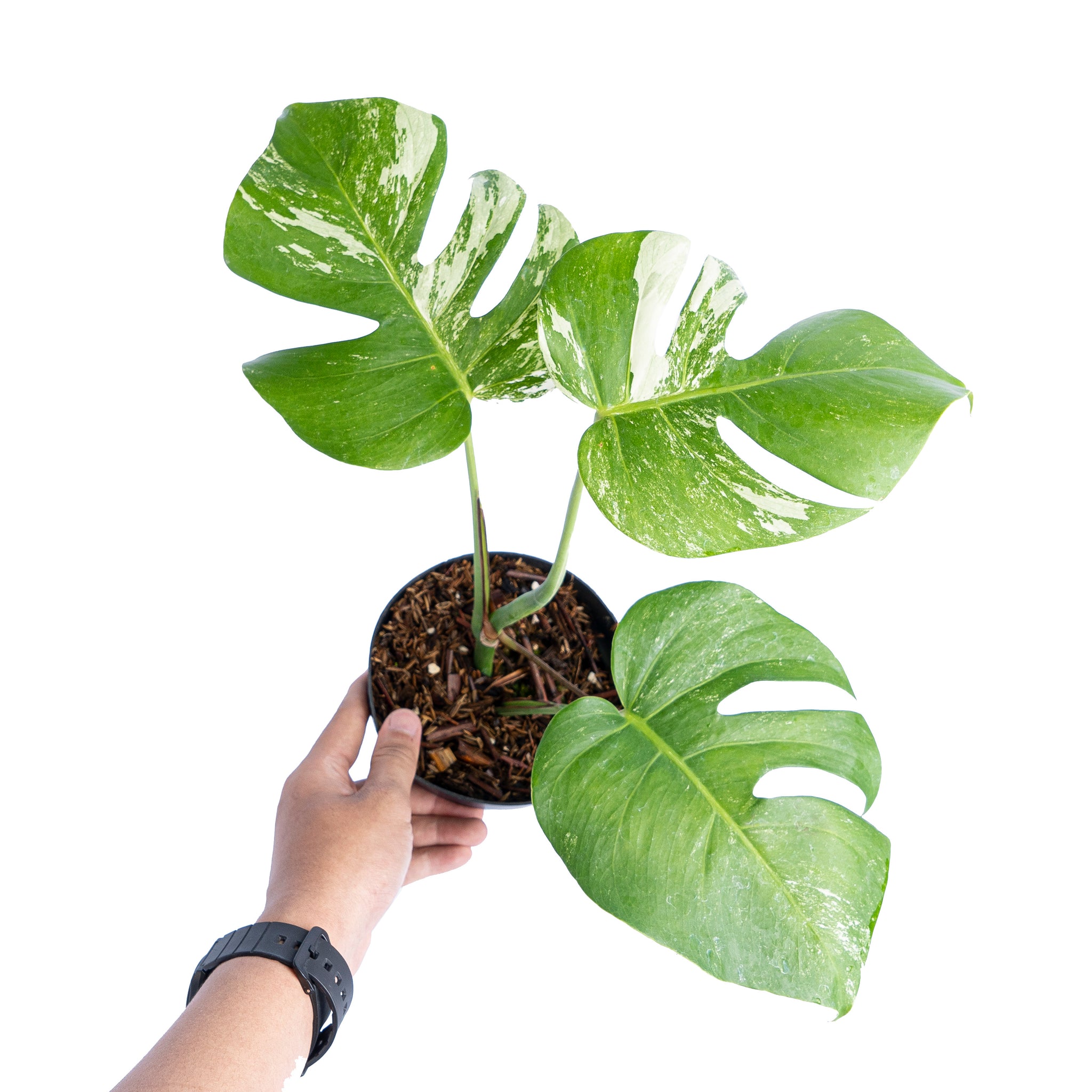 buy monstera albo online Monstera Albo Variegated