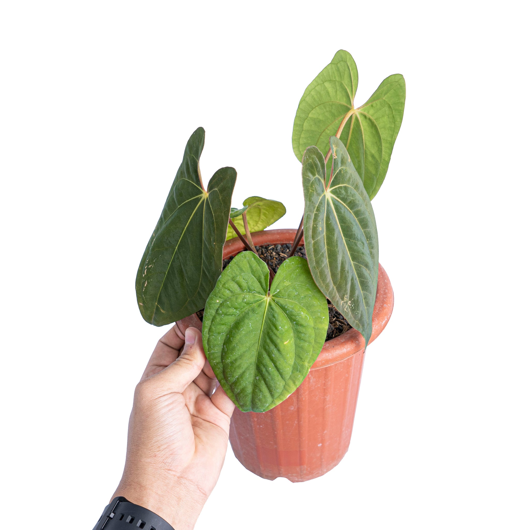 dark phoenix anthurium Anthurium dark phoenix