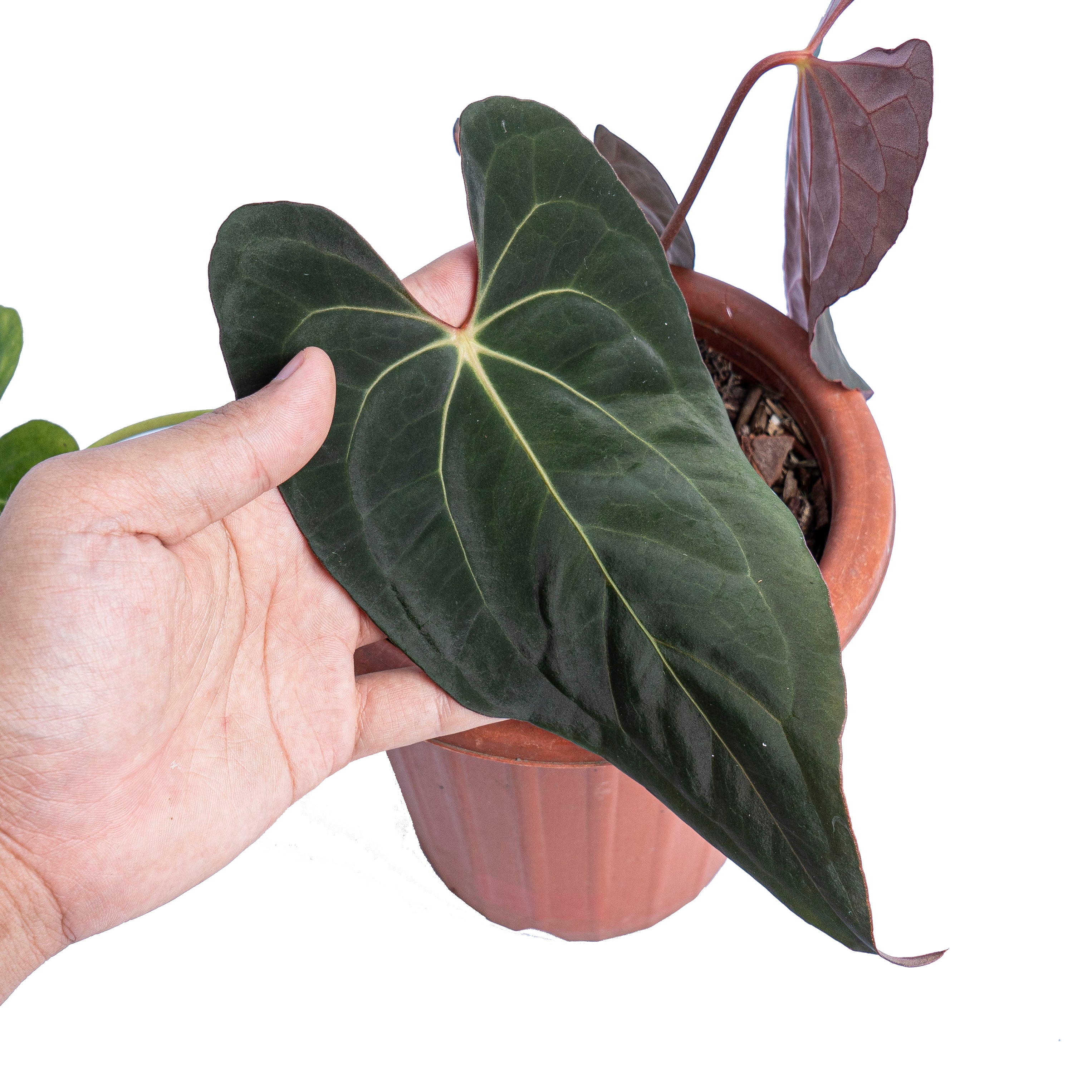 Anthurium papillilaminum x one