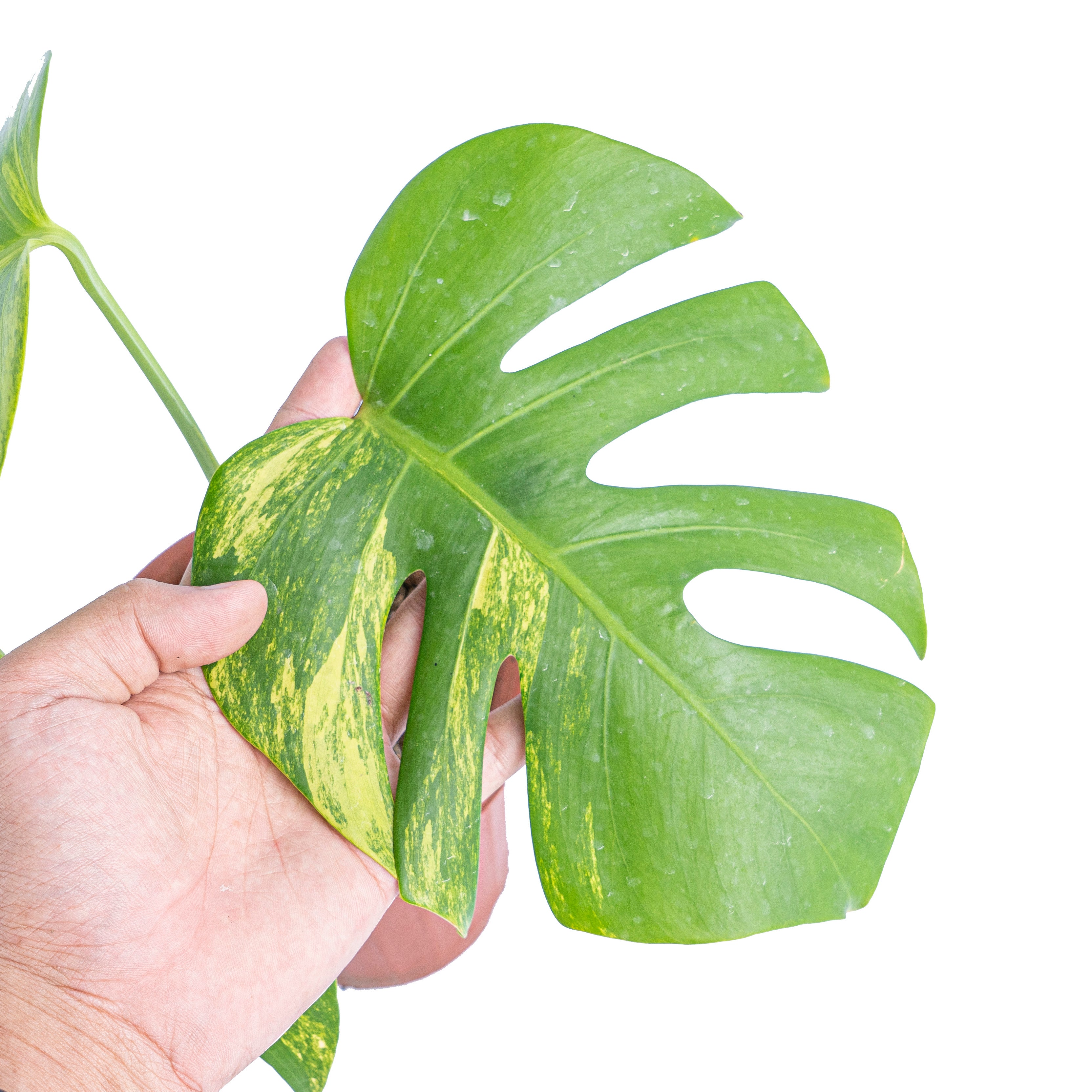 Monstera Aurea Variegated - Marmorata
