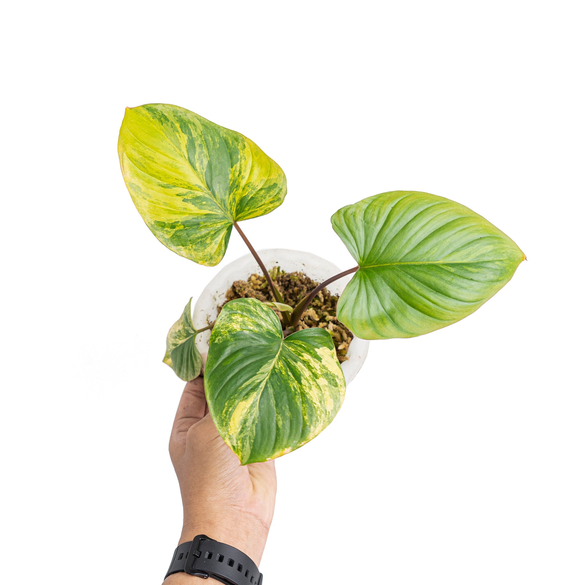 Homalomena rubescens variegated