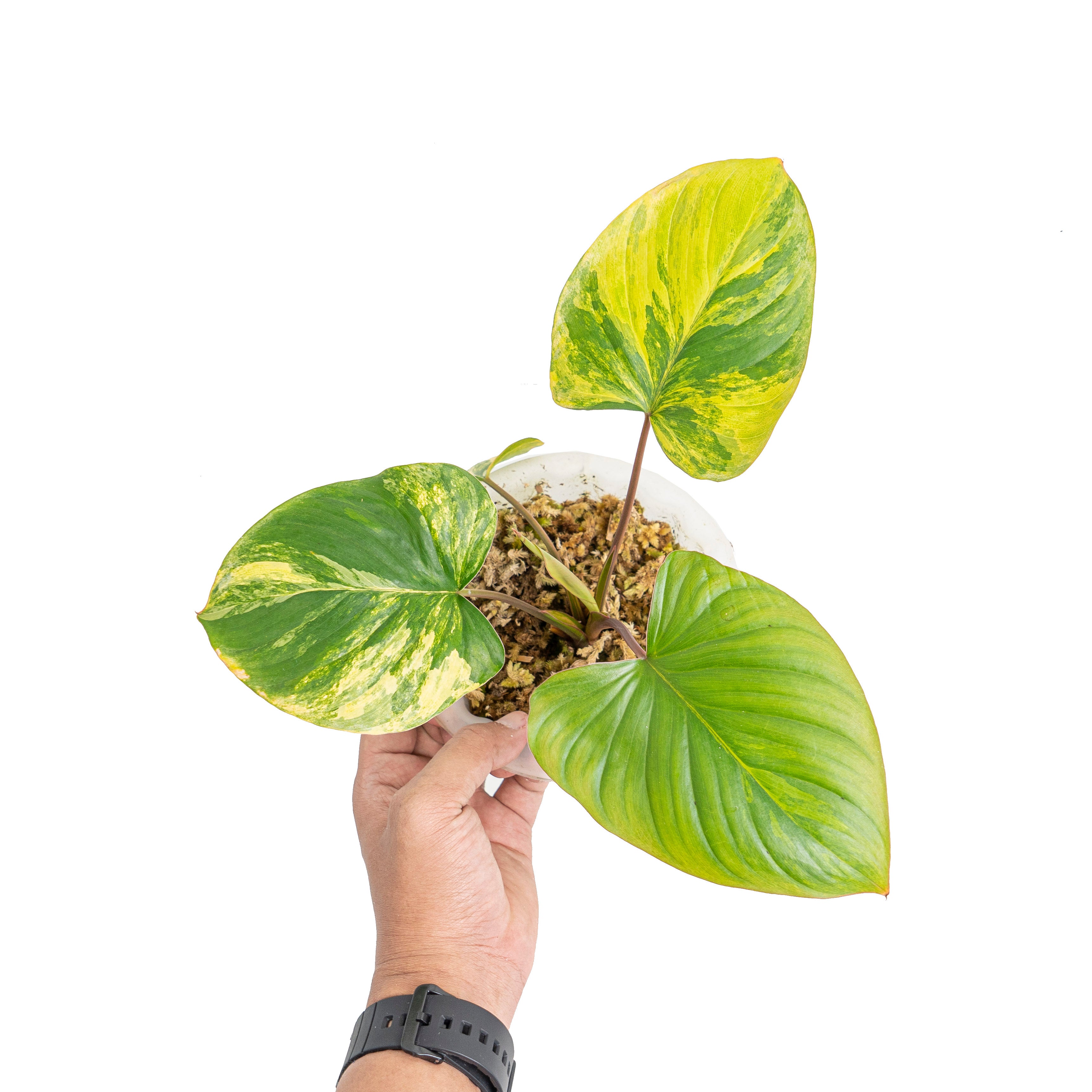 homalomena rubescens variegated