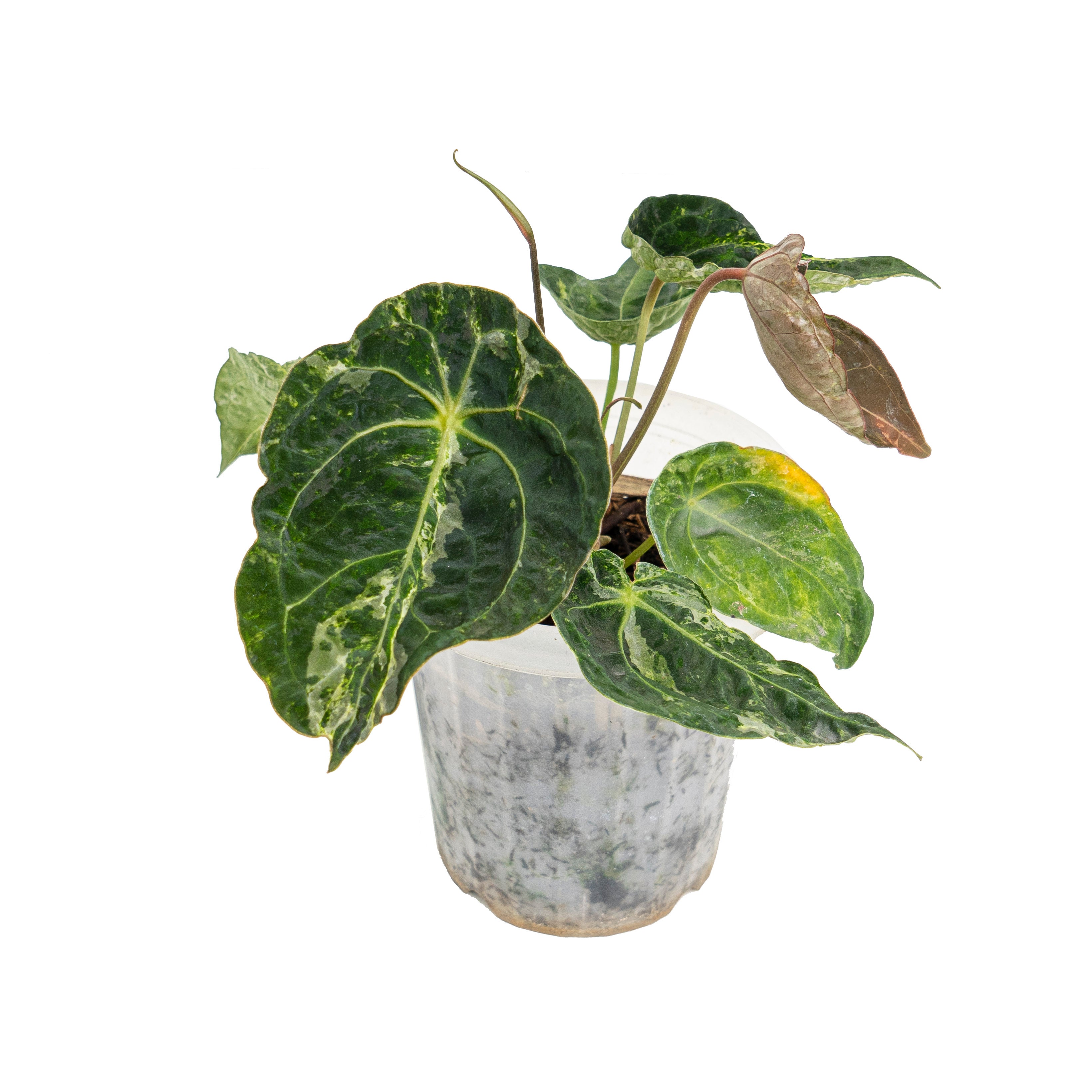 Anthurium forgetii variegated