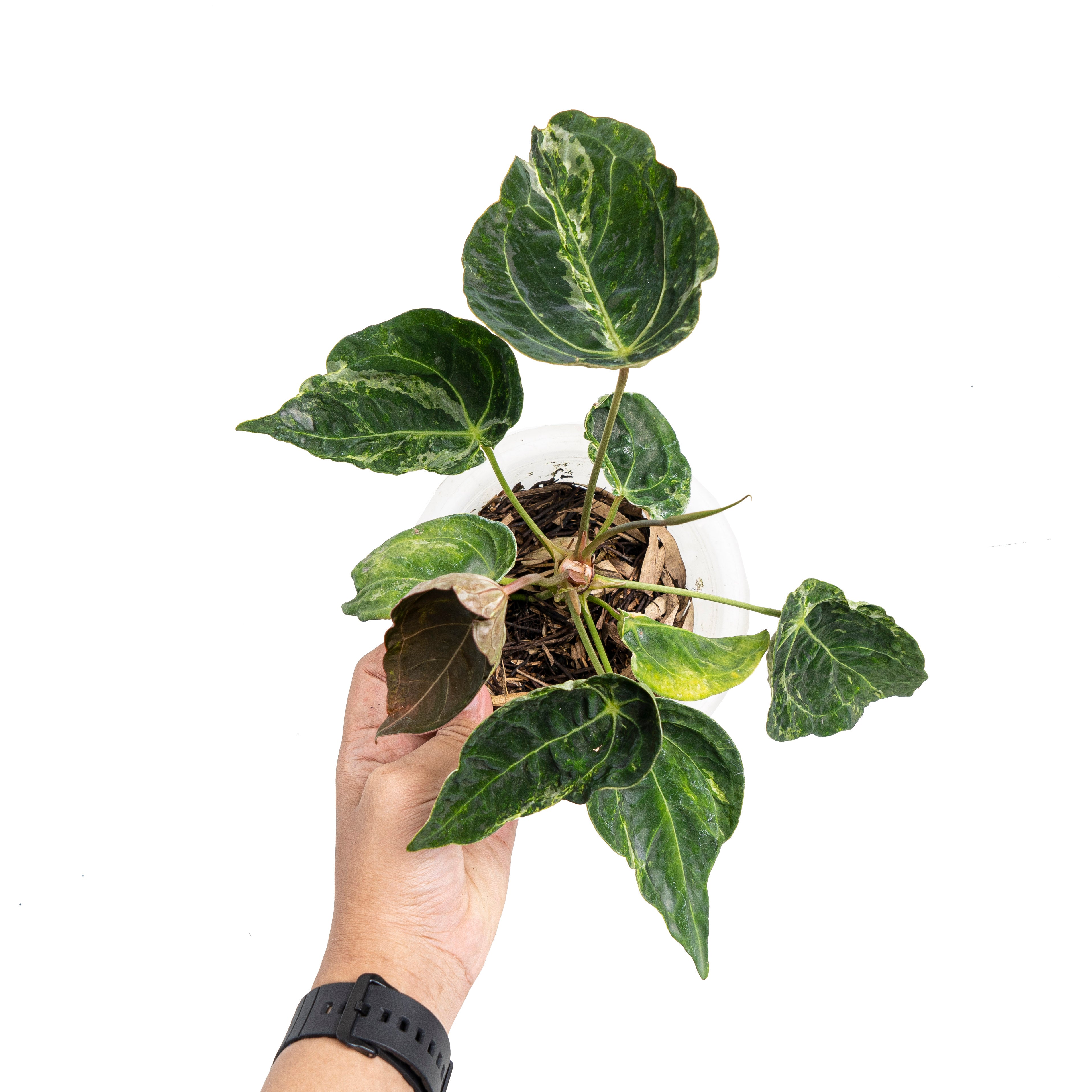 Anthurium forgetii variegated