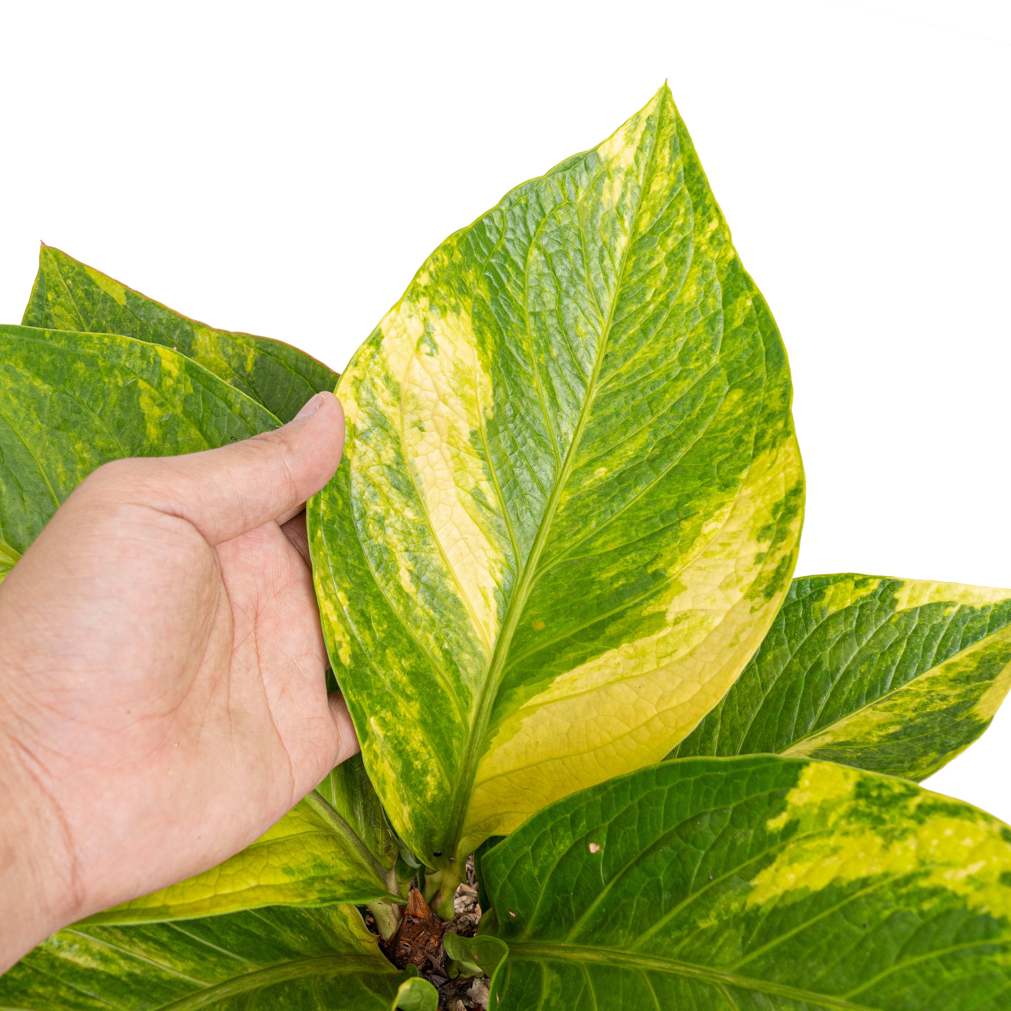 Anthurium jenmanii cobra batik variegated - Mature size