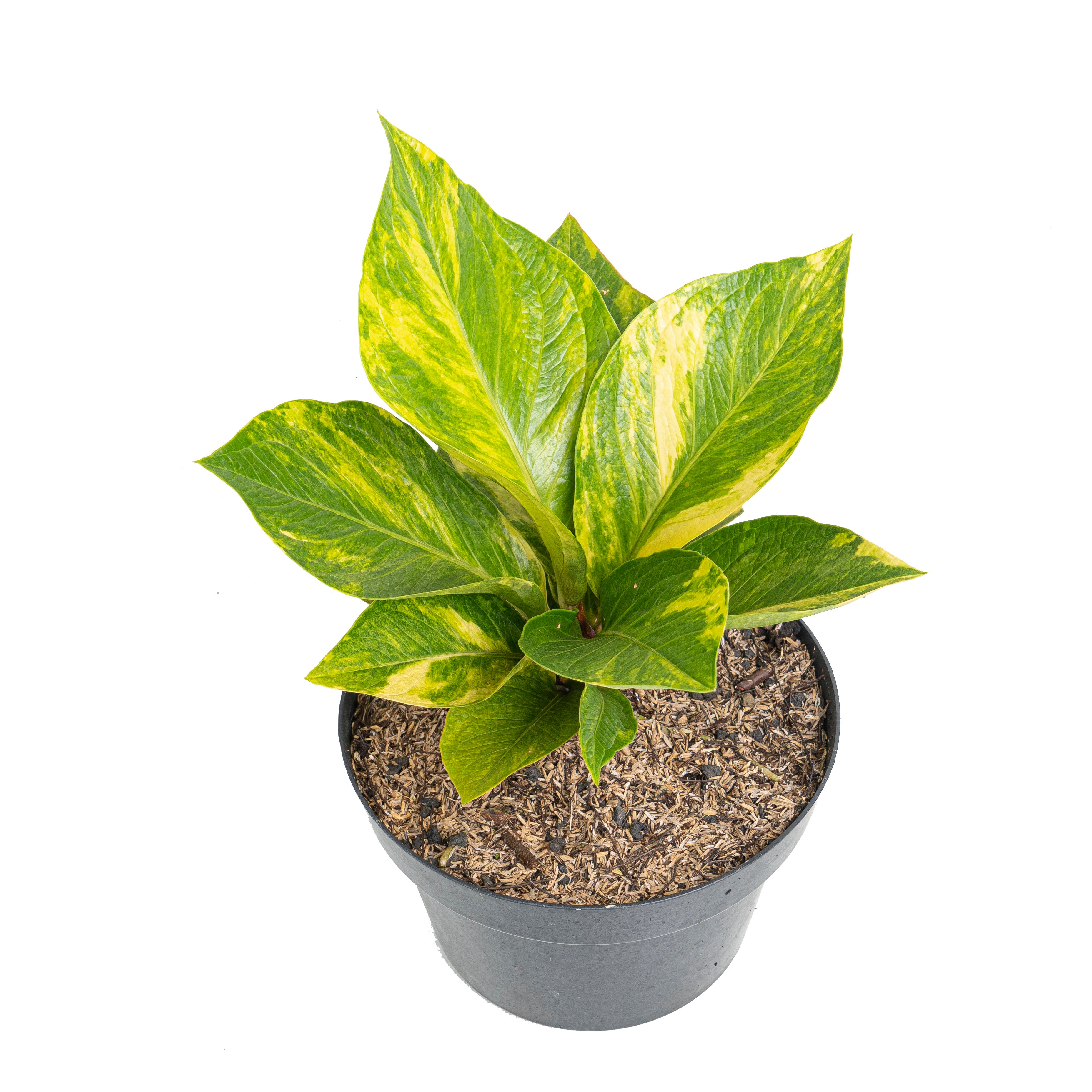Anthurium jenmanii cobra batik variegated - Mature size