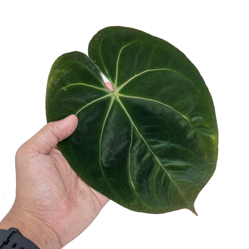 Anthurium hoffmanii hybrid – Aroid Market