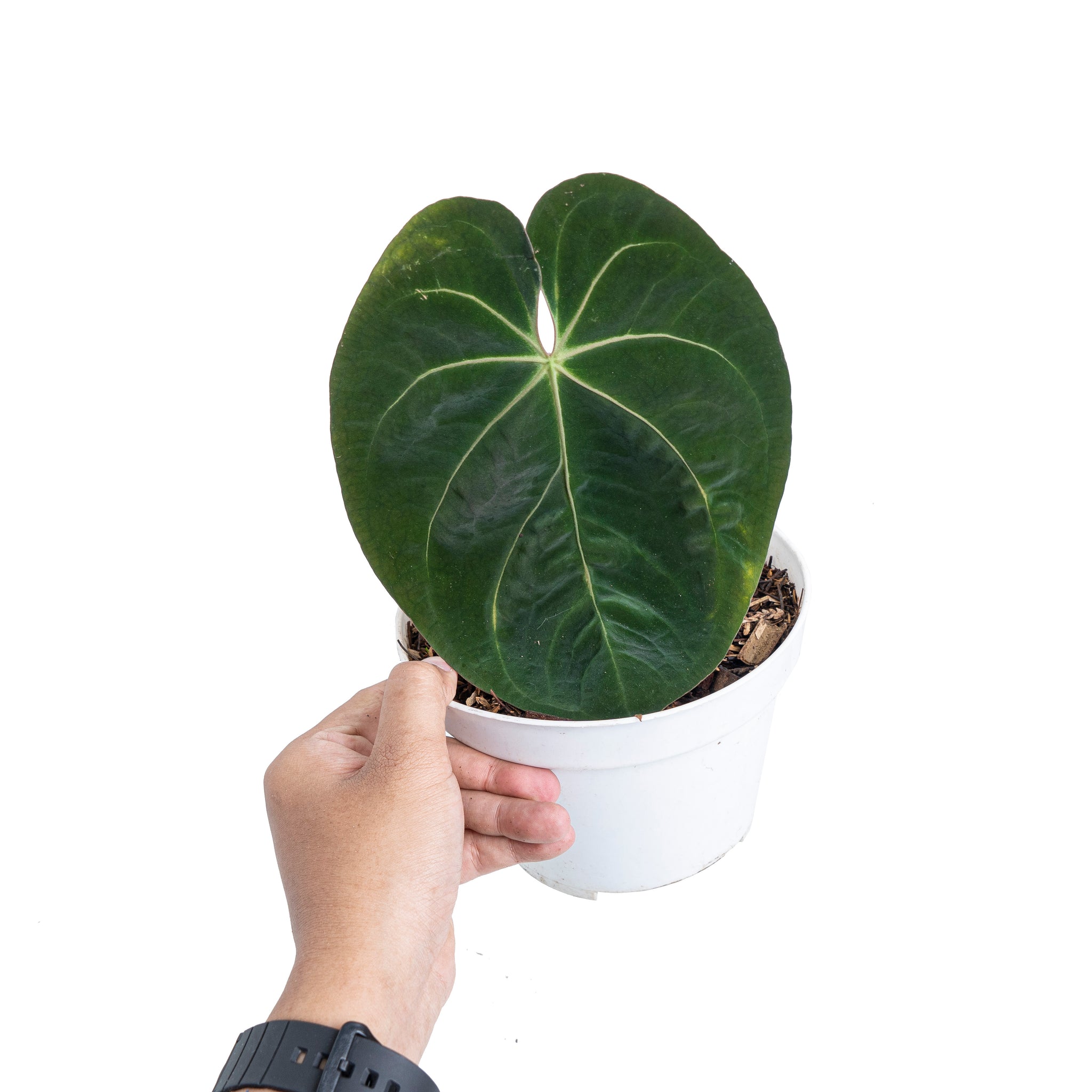 anthurium hoffmanii Anthurium hoffmanii hybrid