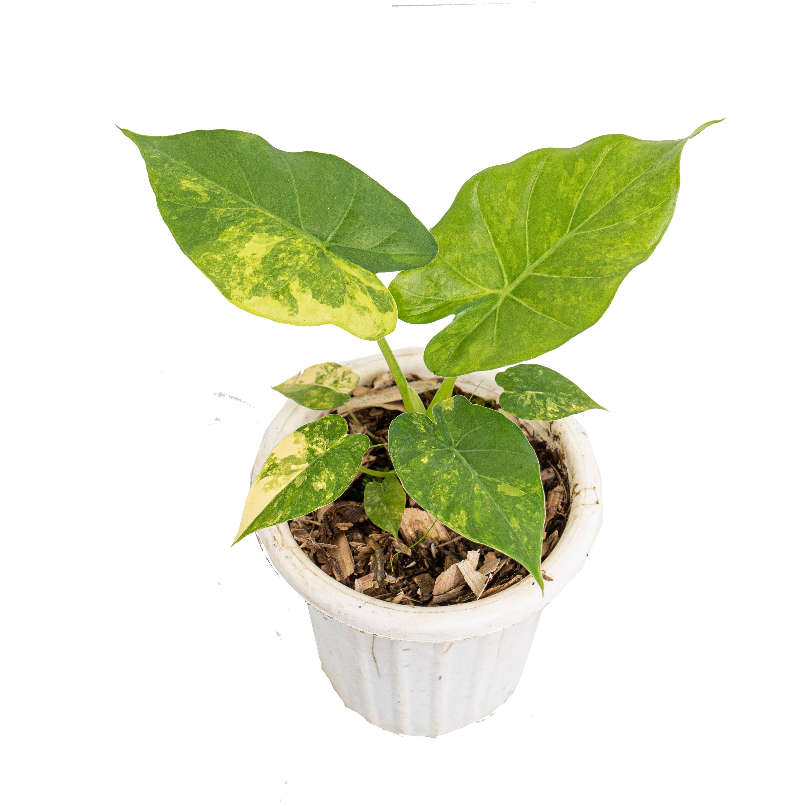Alocasia Gageana aure variegated