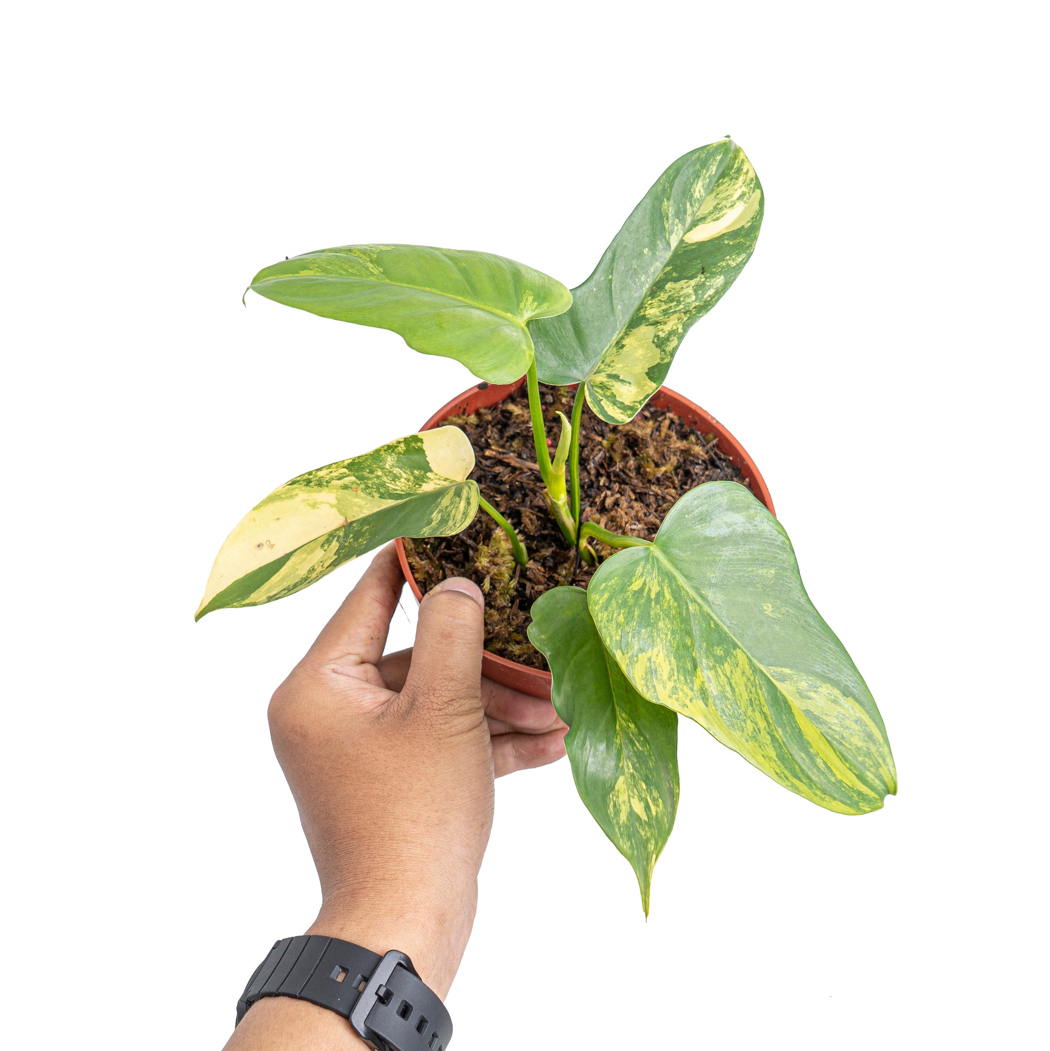philodendron violin variegated Philodendron violin variegated