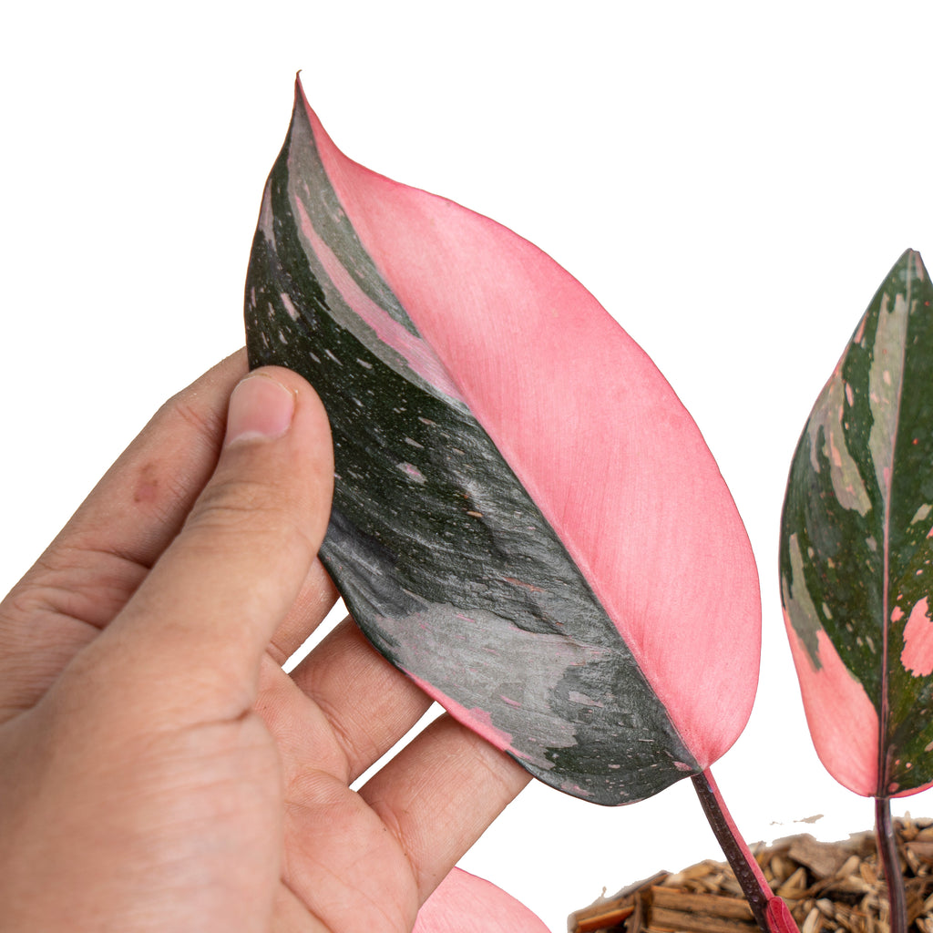 その他観葉植物 Philodendron Pink Princess Black Cherry Philodendron Black Cherry Pink Princess #2 Starter Plant