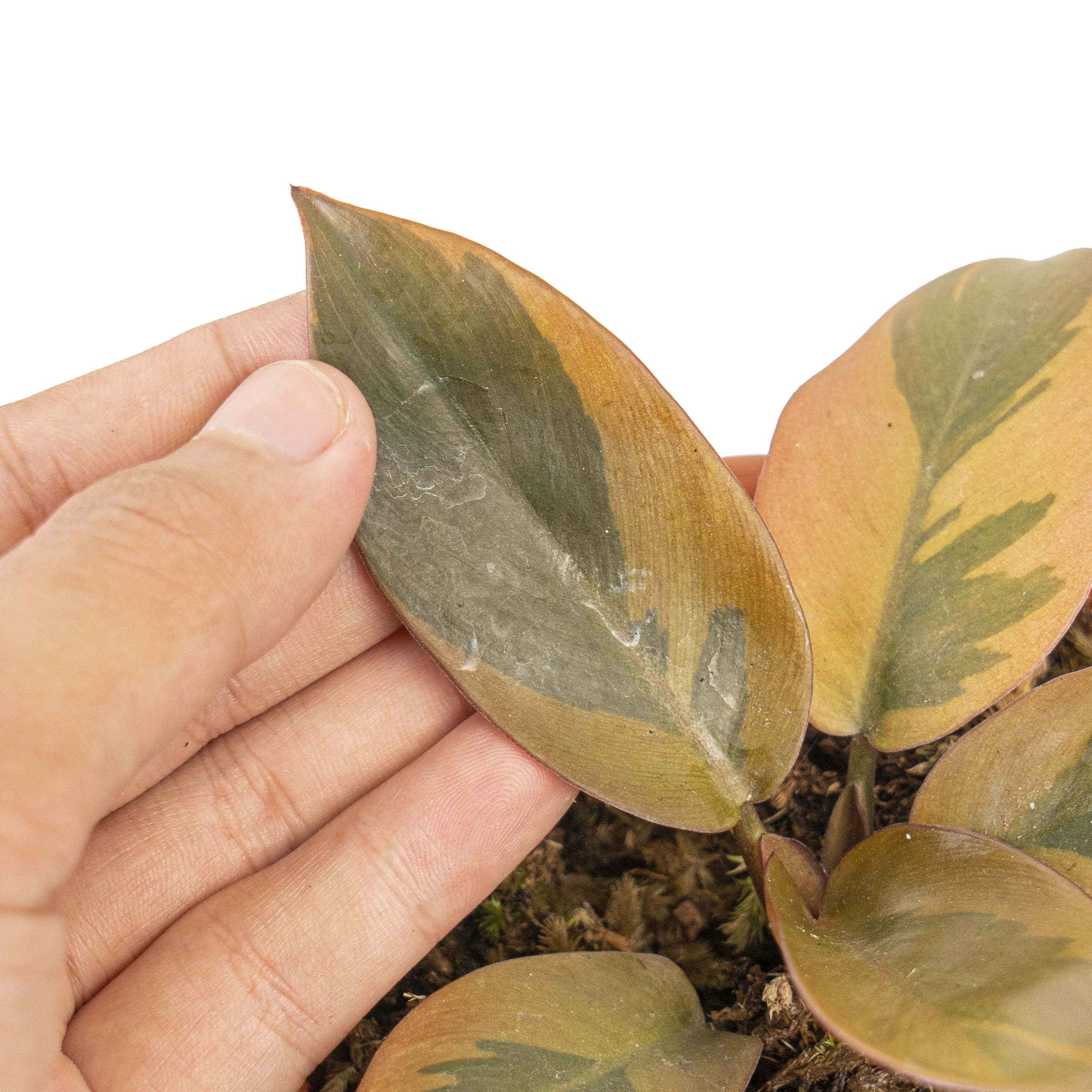 Philodendron black cardinal variegated