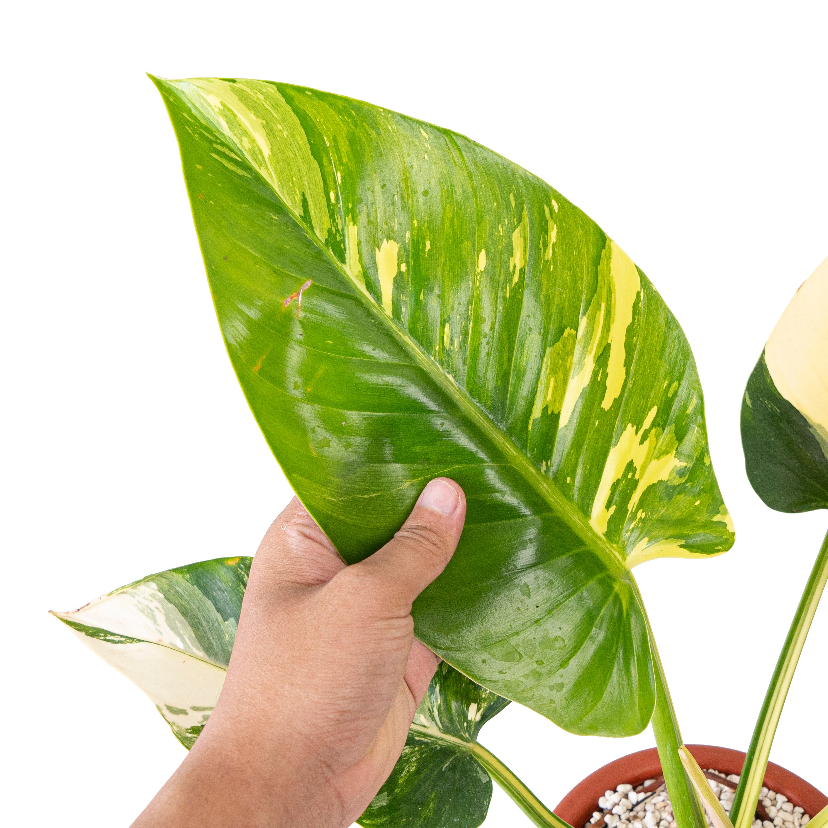 Philodendron green congo variegated