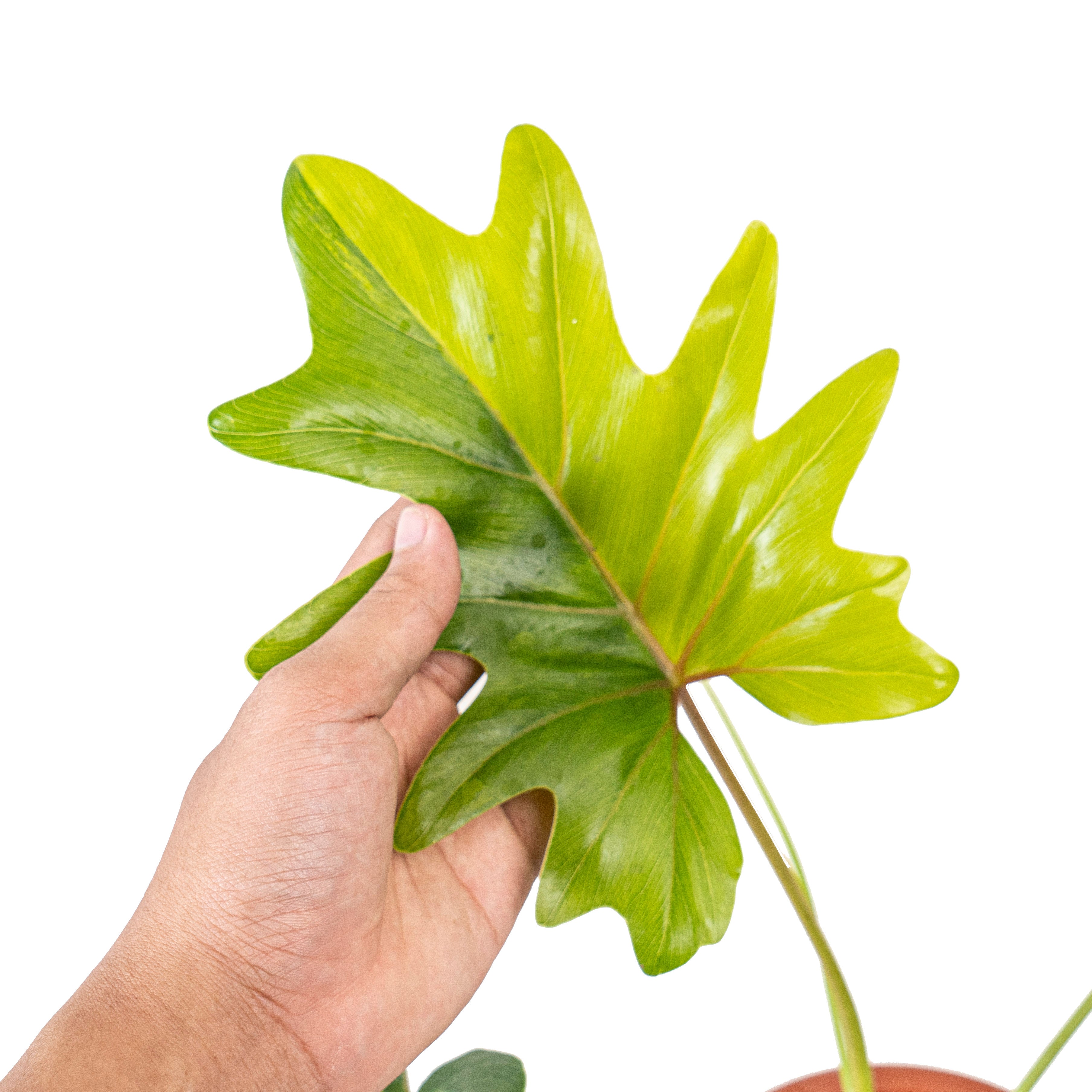 Thaumatophyllum Java Beauty