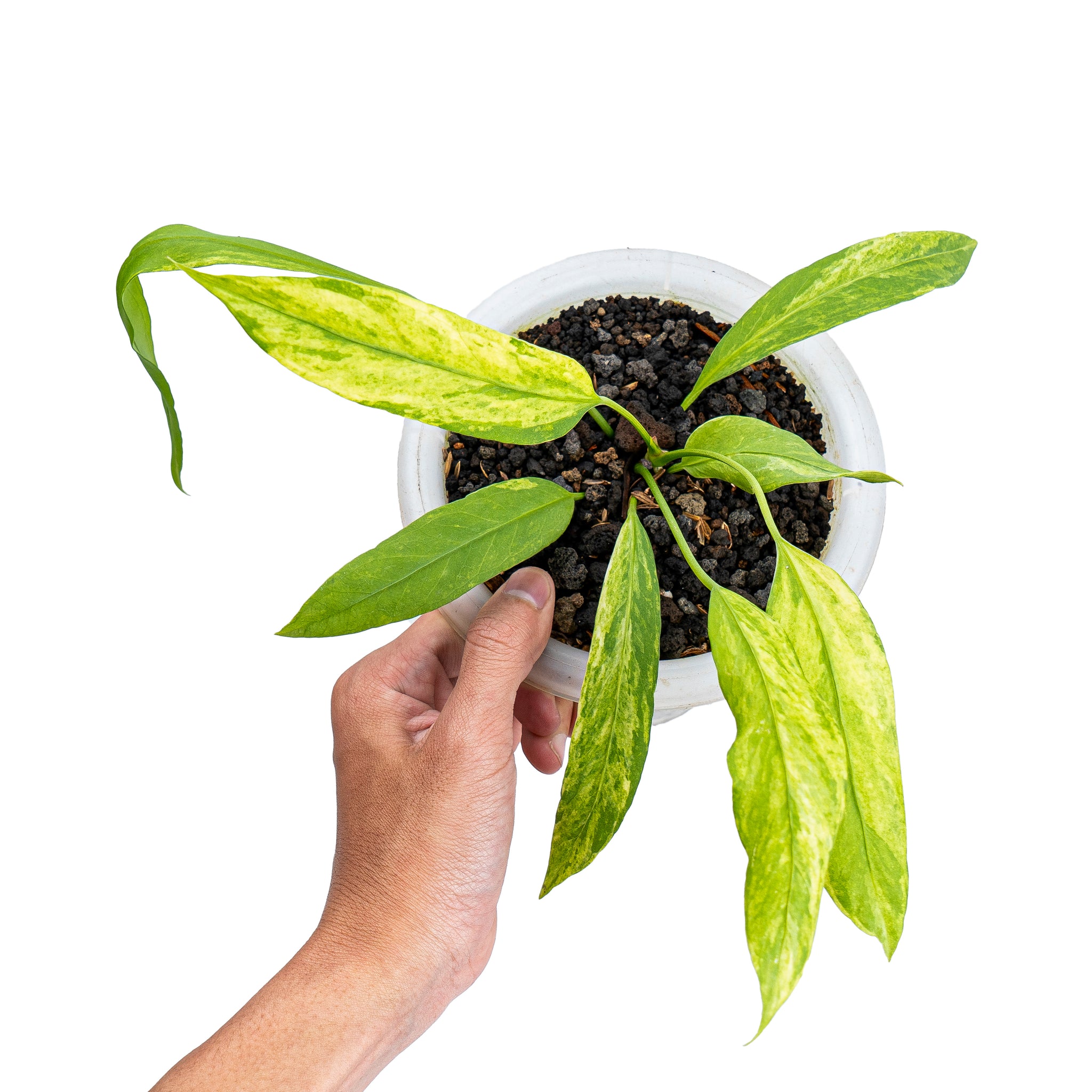 anthurium vittarifolium price Anthurium vittarifolium variegated